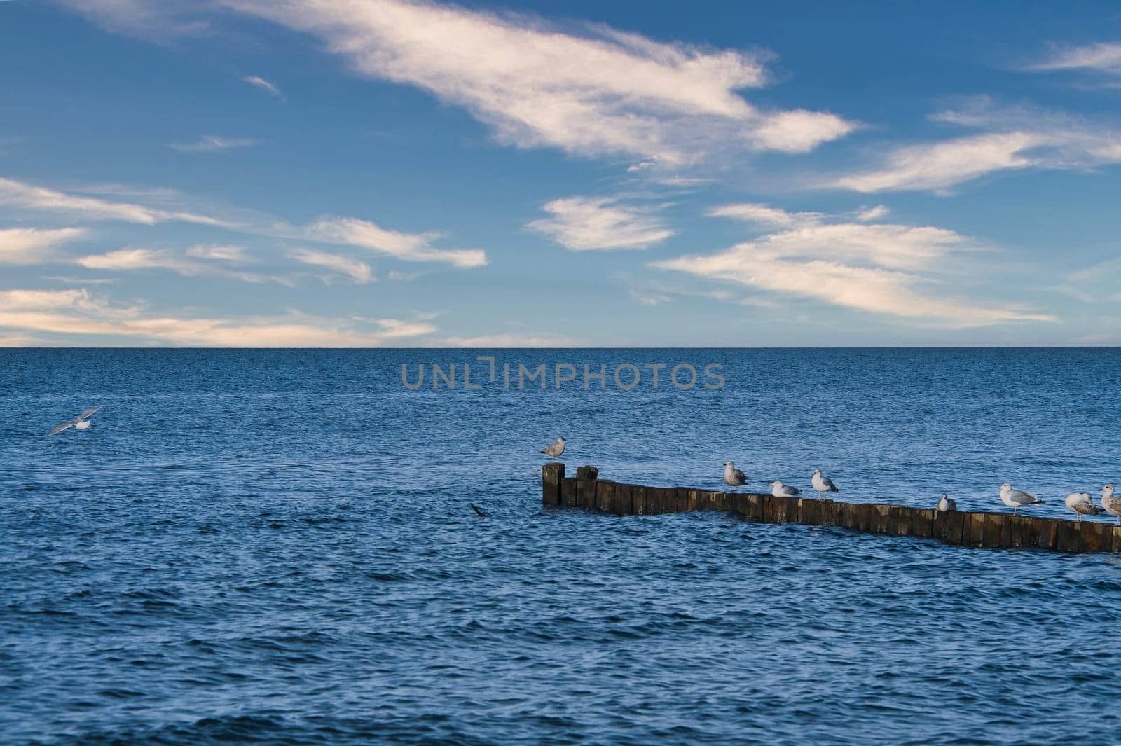 Seagulls on a groyne in the Baltic Sea. Waves and blue sky. Coast by the sea. Animal photo