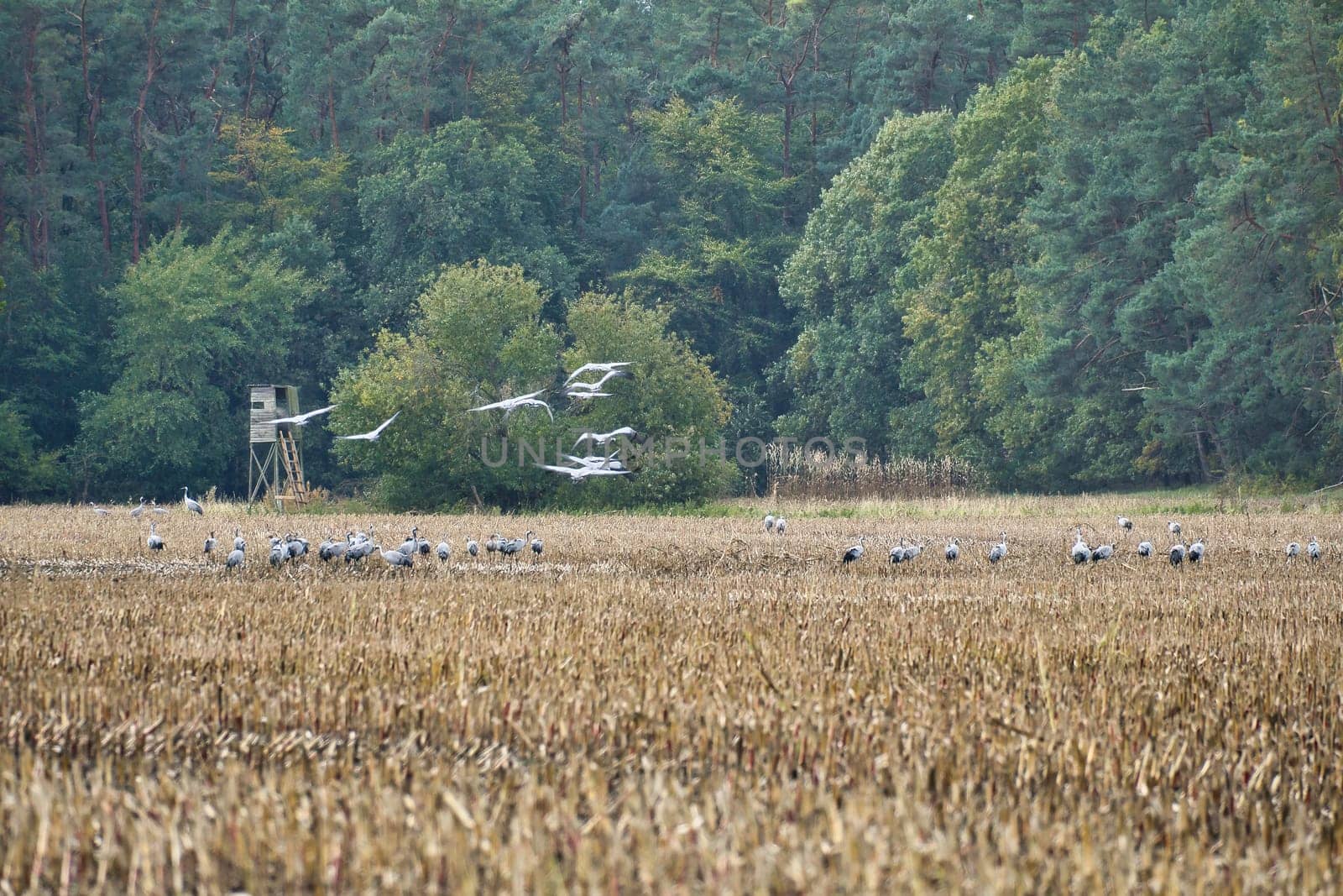 Cranes at a resting place on a harvested corn field in front of a forest. Migratory birds feeding. Wild animals on the Darss in nature. Animal photograph
