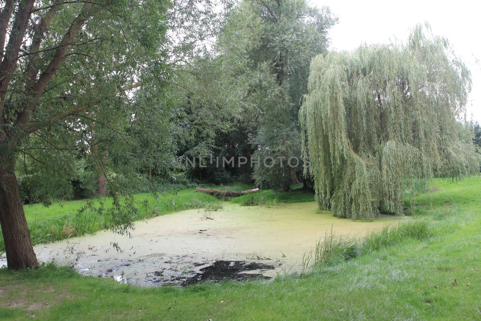 A small, tree-lined pond, trees in background