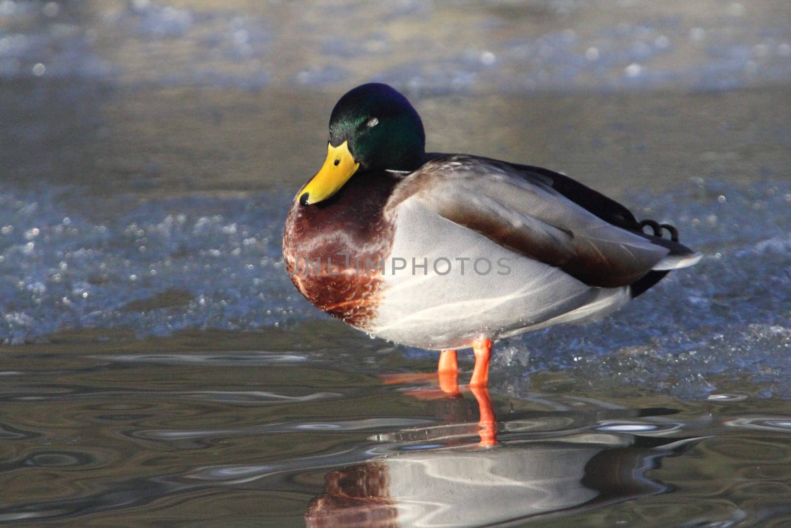 The mallard or wild duck (Anas platyrhynchos) is a dabbling duck which breeds throughout the temperate and subtropical Americas, Eurasia, and North Africa