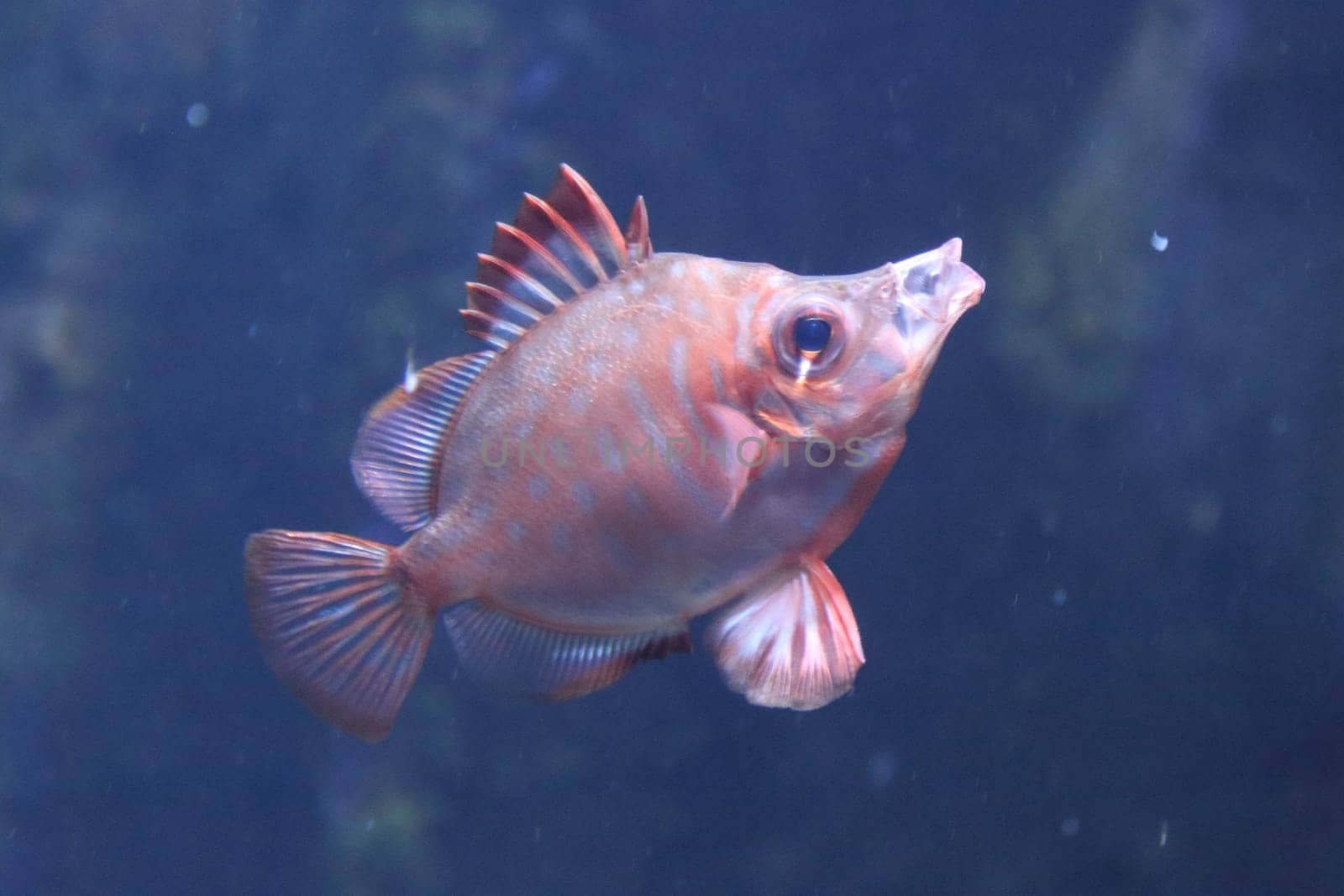 The boarfish (Capros aper) is a species of fish in the Caproidae family, the only known member of its genus