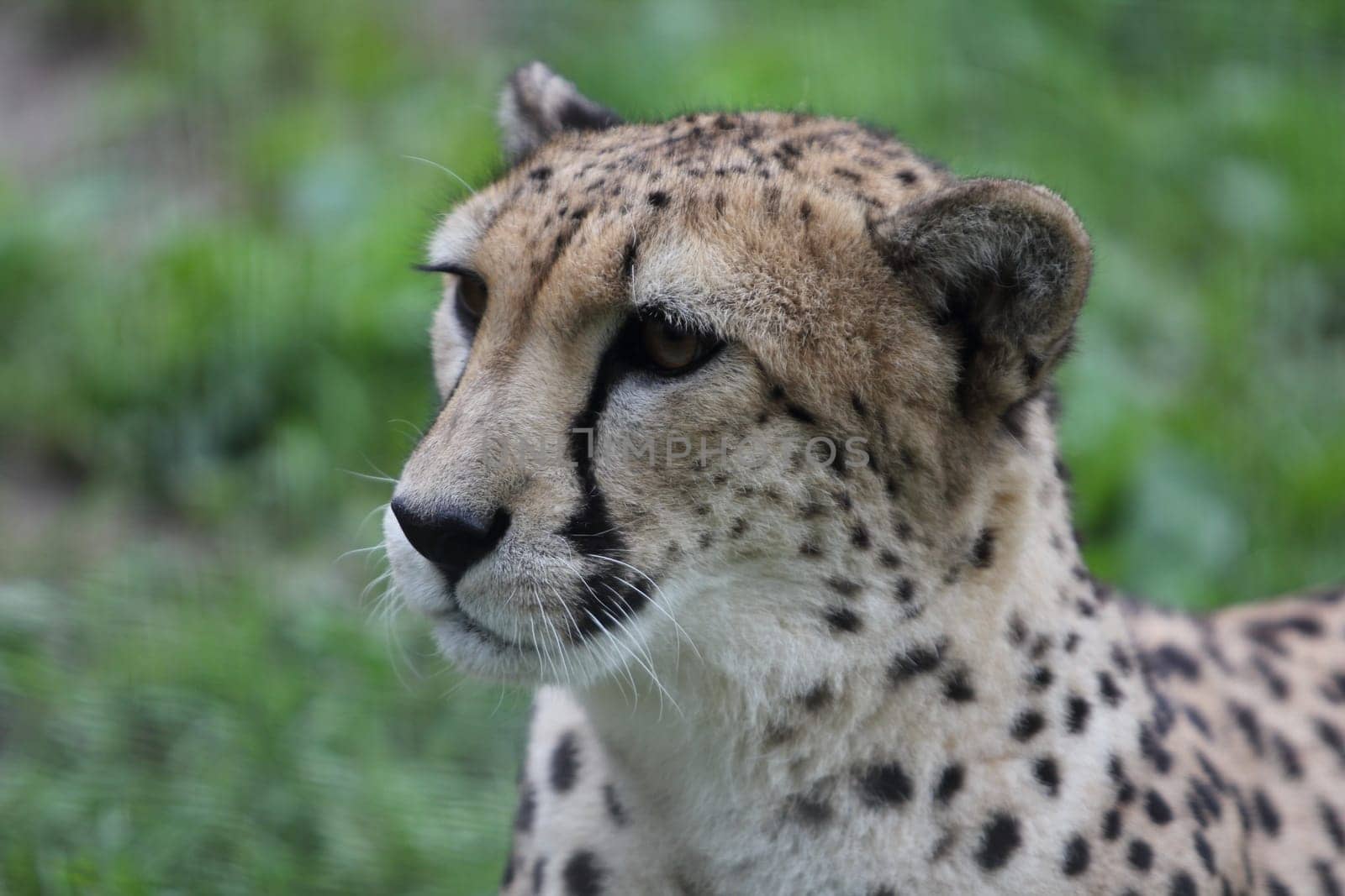The cheetah (Acinonyx jubatus) occurring in an African wild cat
