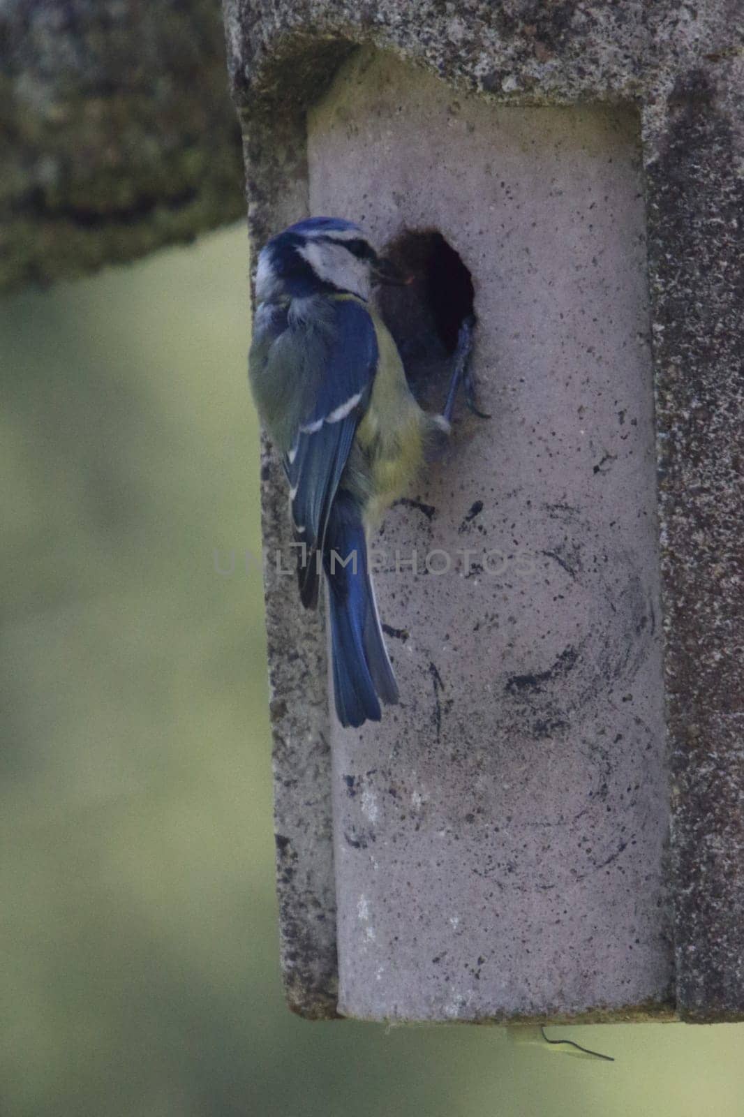 The Eurasian blue tit (Cyanistes caeruleus) is a small passerine bird in the tit family, Paridae. It is easily recognisable by its blue and yellow plumage and small size
