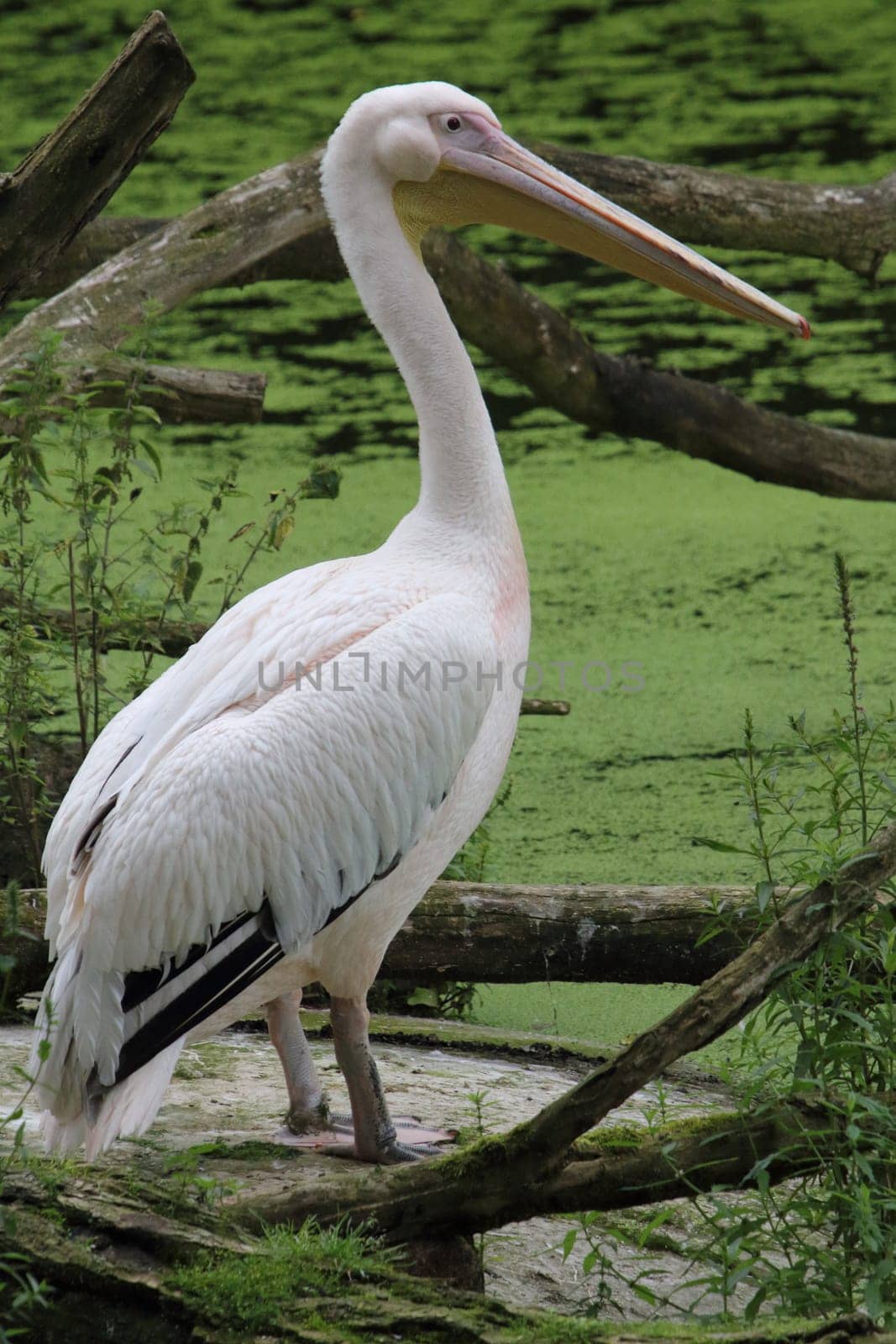 The great white pelican (Pelecanus onocrotalus) also known as the eastern white pelican, rosy pelican or white pelican is a bird in the pelican family
