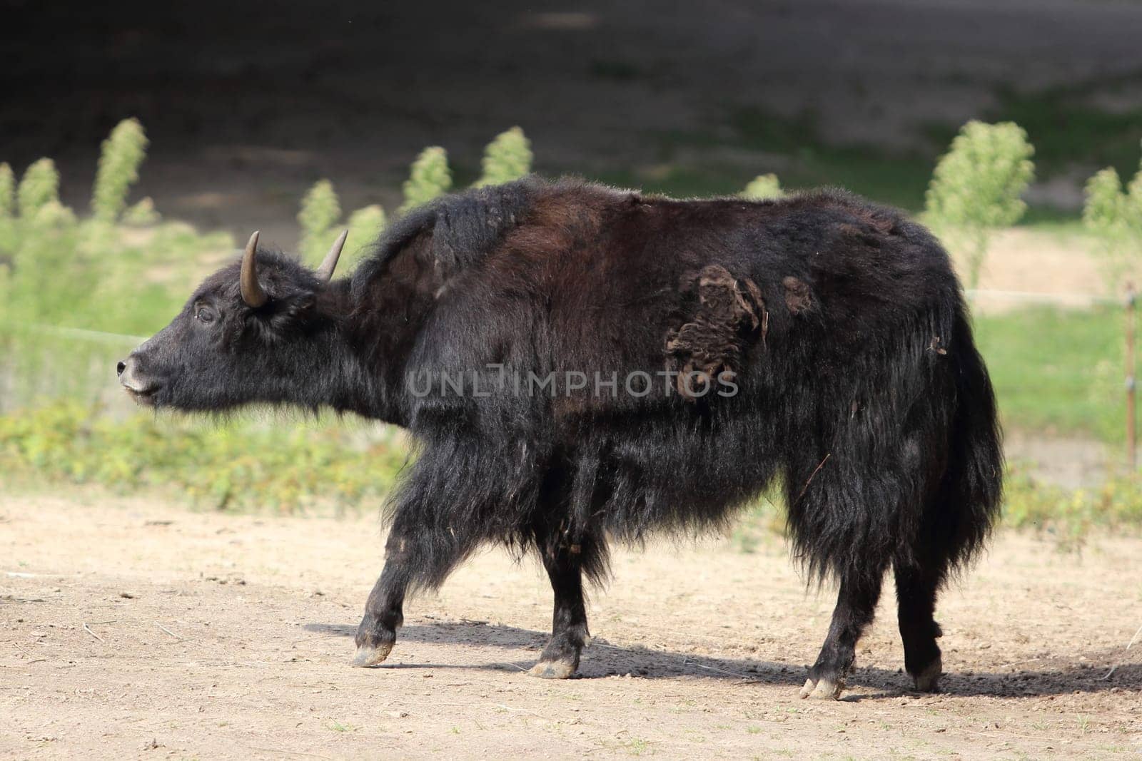 The wild yak (Bos mutus) is a large wild bovid native to the Himalayas. It is the ancestor of the domestic yak (Bos grunniens)