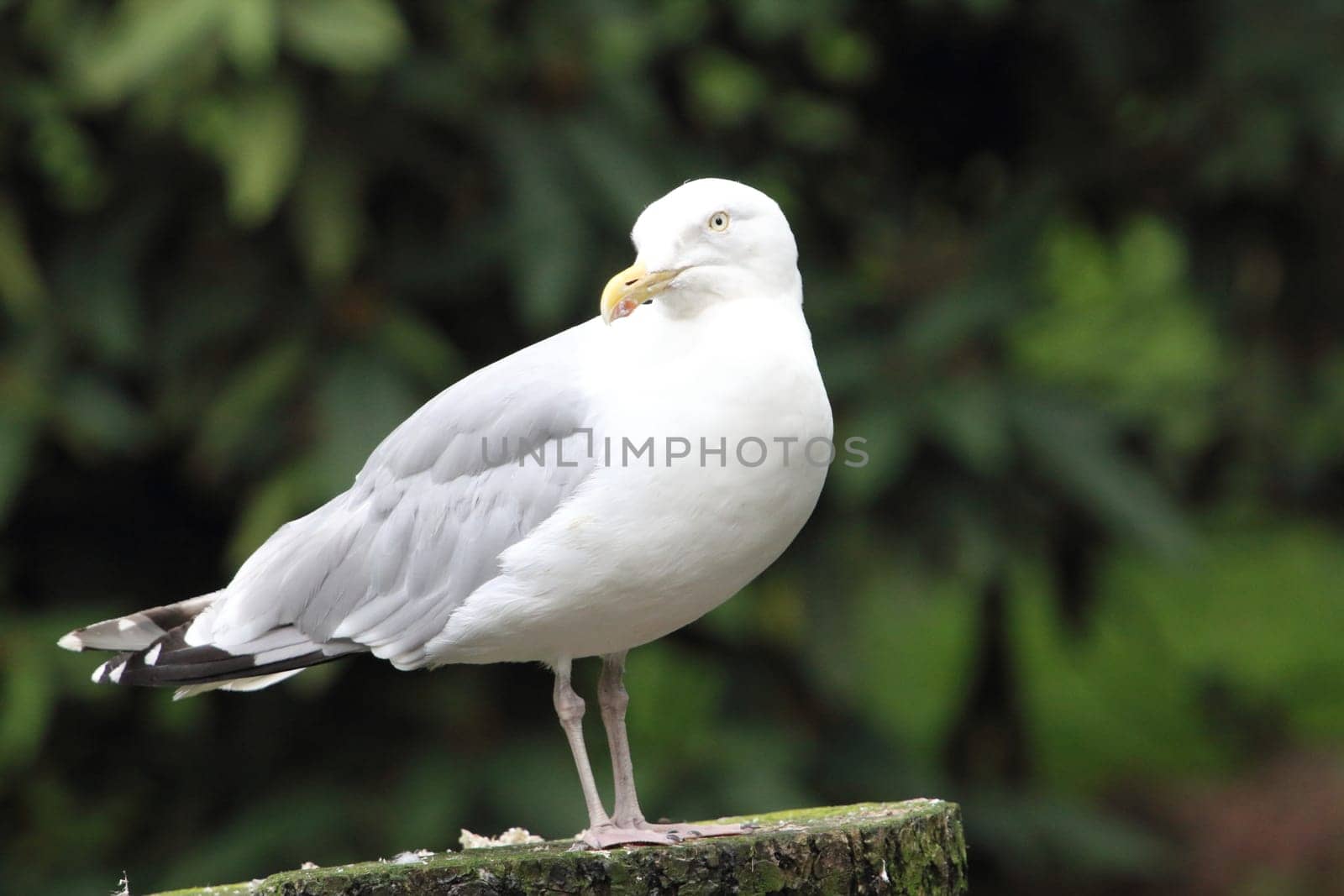 The European herring gull (Larus argentatus) is a large gull. One of the best known of all gulls along the shores of western Europe, it was once abundant.