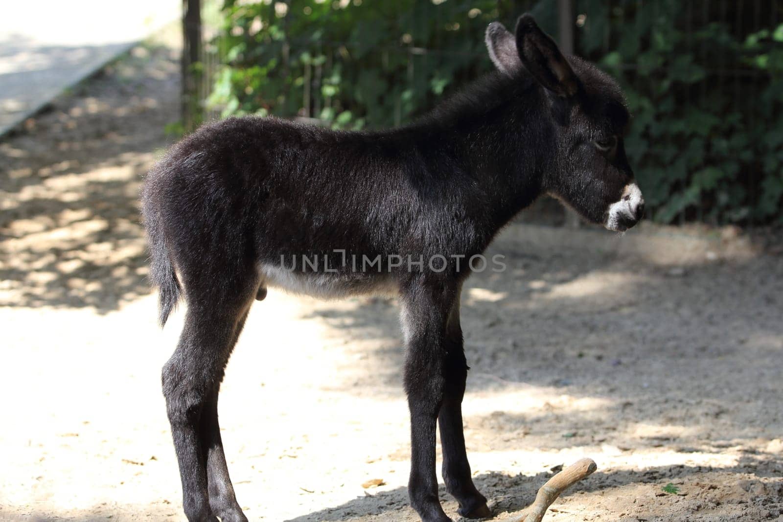 The donkey or ass (Equus africanus asinus) is a domesticated member of the horse family, Equidae. The wild ancestor of the donkey is the African wild ass