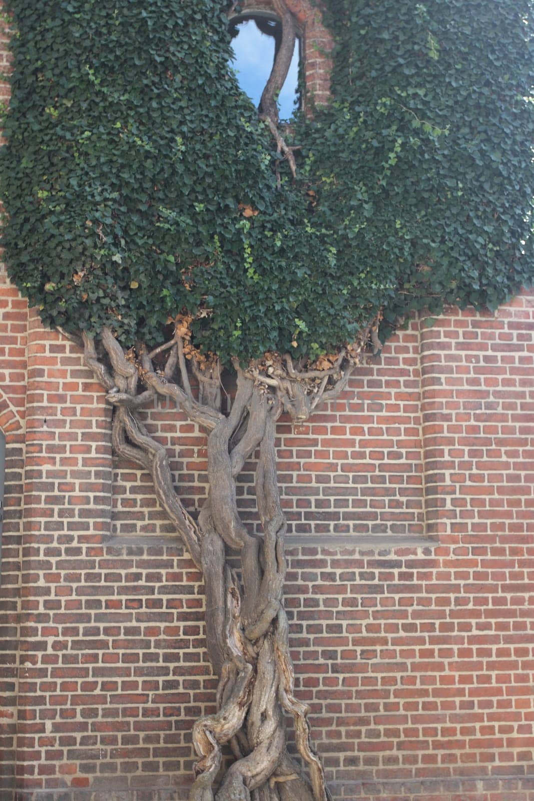 a house wall covered in ivy and made of red clinker bricks