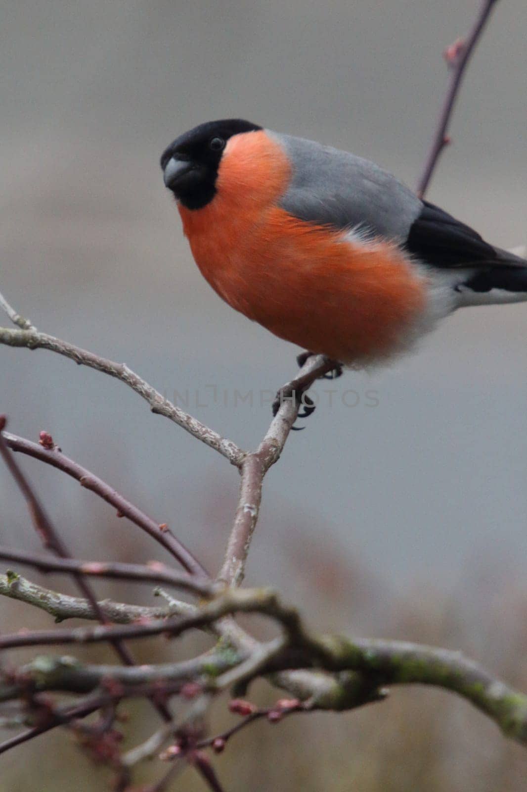The Eurasian bullfinch, common bullfinch or bullfinch (Pyrrhula pyrrhula) is a small passerine bird in the finch family Fringillidae