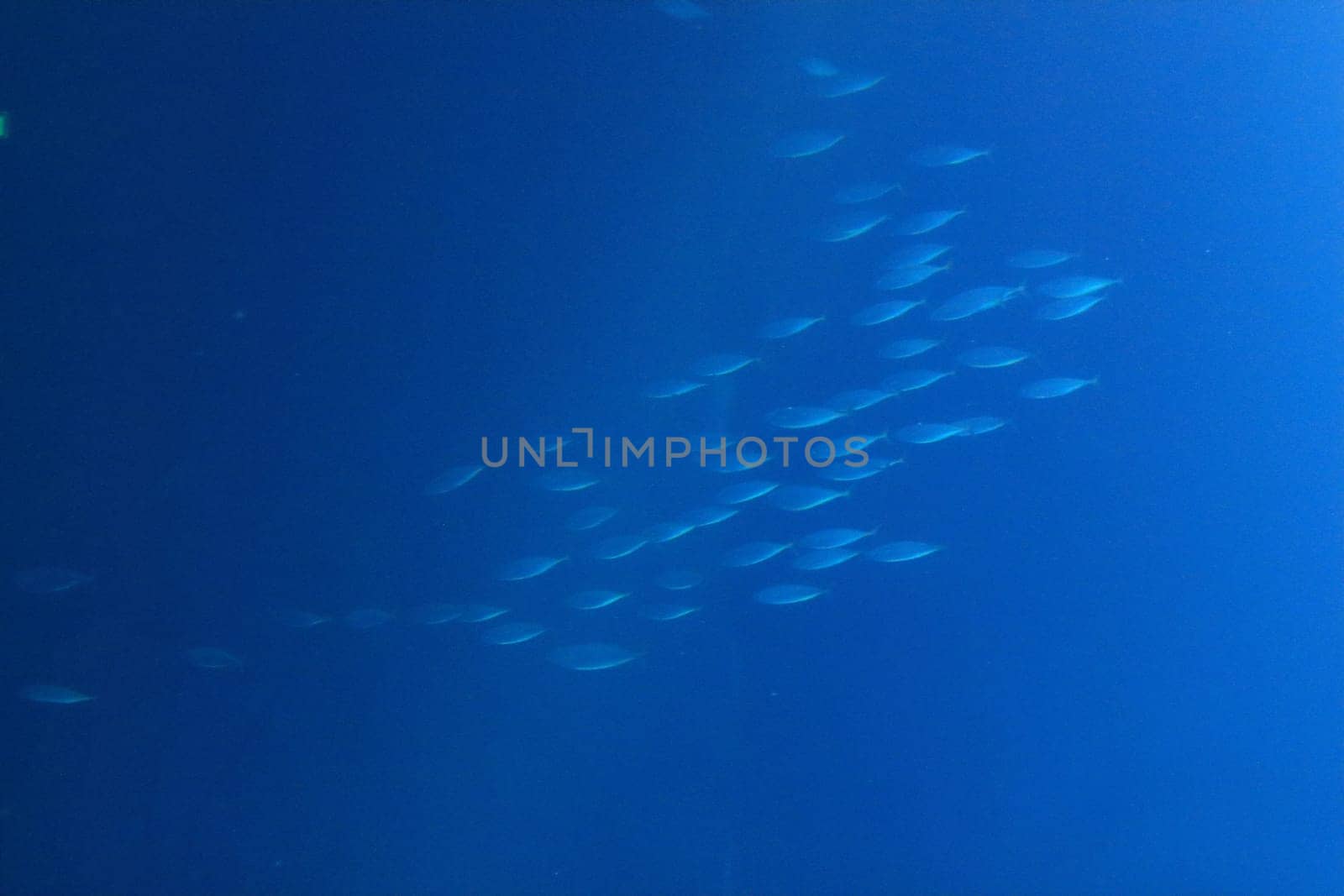 In biology, any group of fish that stay together for social reasons are shoaling, and if the group is swimming in the same direction in a coordinated manner, they are schooling