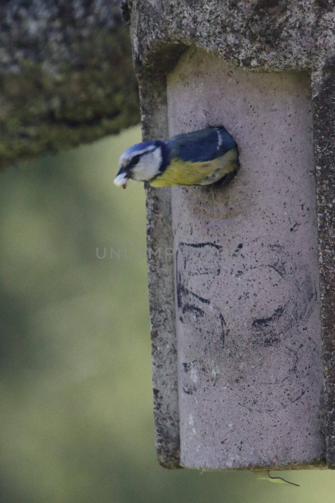 The Eurasian blue tit (Cyanistes caeruleus) is a small passerine bird in the tit family, Paridae. It is easily recognisable by its blue and yellow plumage and small size