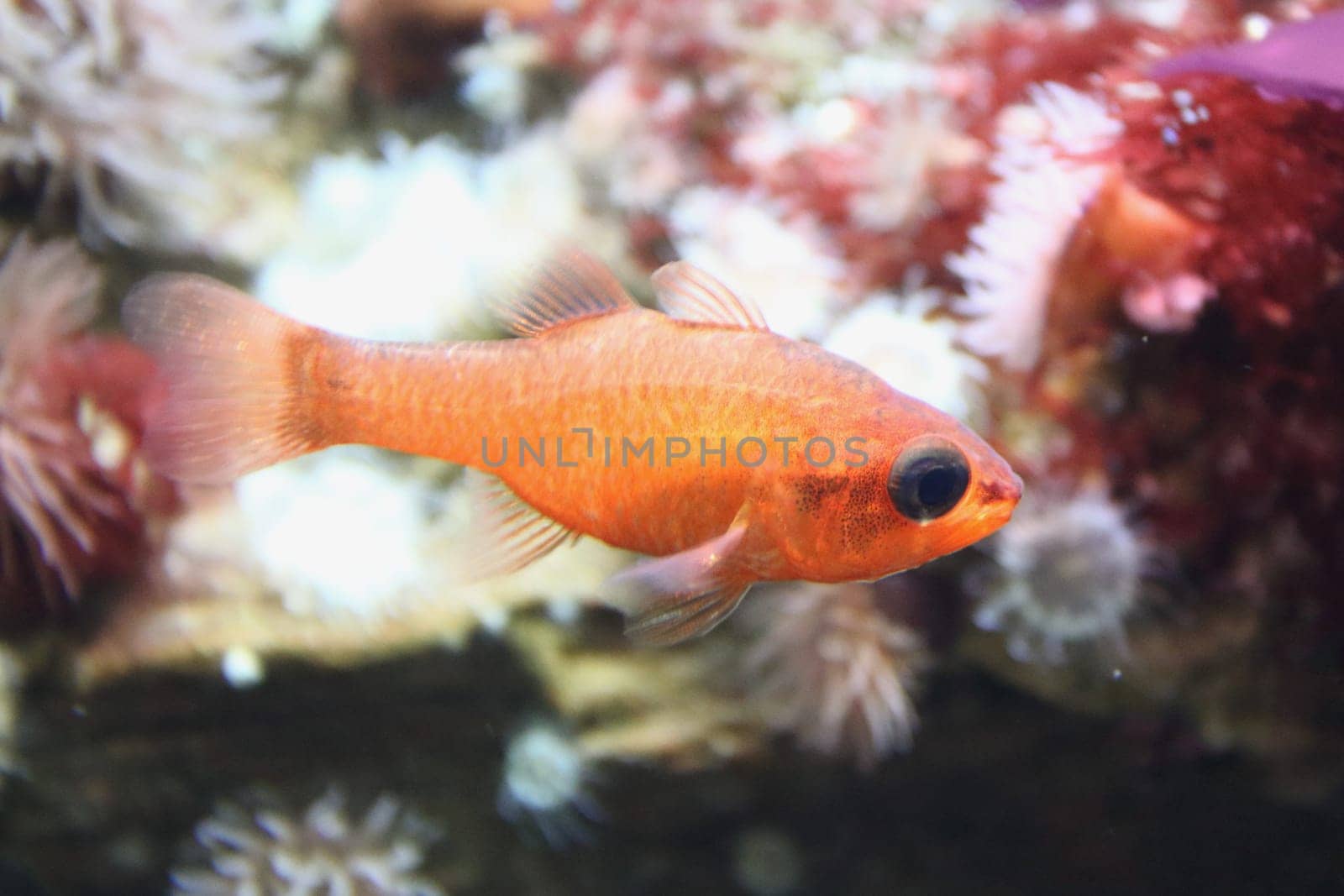 The cardinalfish (Apogon imberbis), also known as the Mediterranean cardinalfish or king of the mullets, is a species in the family of Apogonidae (cardinalfishes)