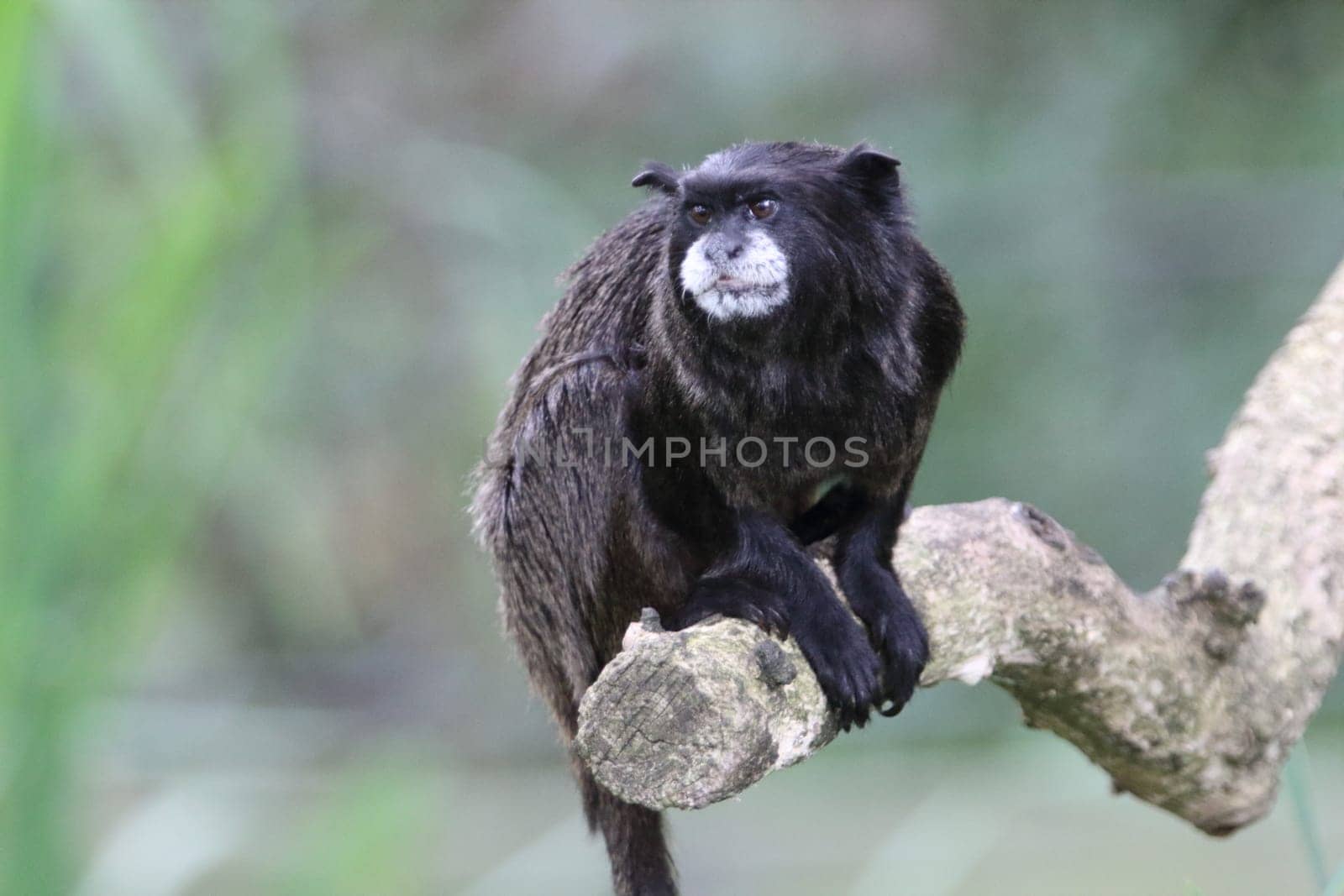 The black-mantled tamarin, Saguinus nigricollis, is a species of tamarin from the northwestern Amazon in far western Brazil, southeastern Colombia and northeastern Peru