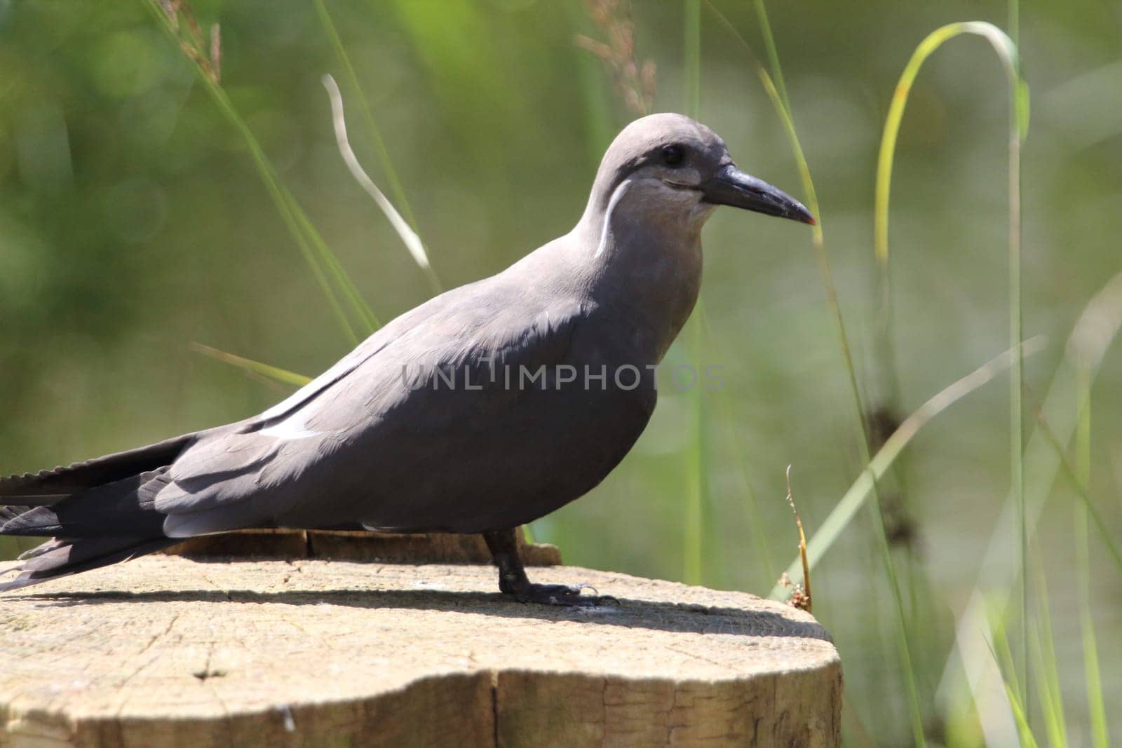 the Inca tern (Larosterna inca) is a tern in the family Laridae