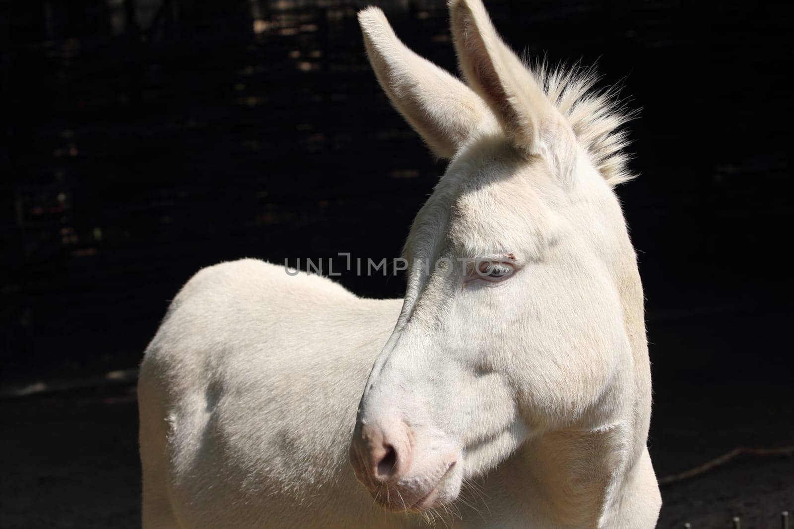 The donkey or ass (Equus africanus asinus) is a domesticated member of the horse family, Equidae. The wild ancestor of the donkey is the African wild ass