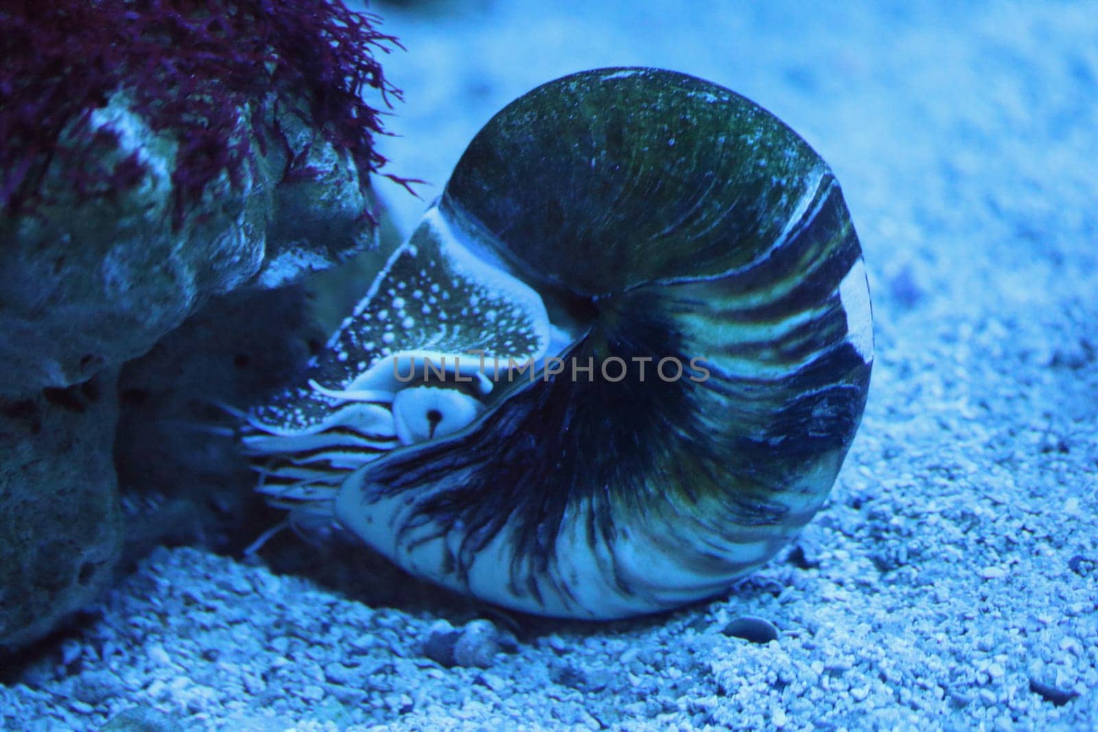 the nautilus  is a pelagic marine mollusc of the cephalopod family Nautilidae, the sole extant family of the superfamily Nautilaceae and of its smaller but near equal suborder, Nautilina.