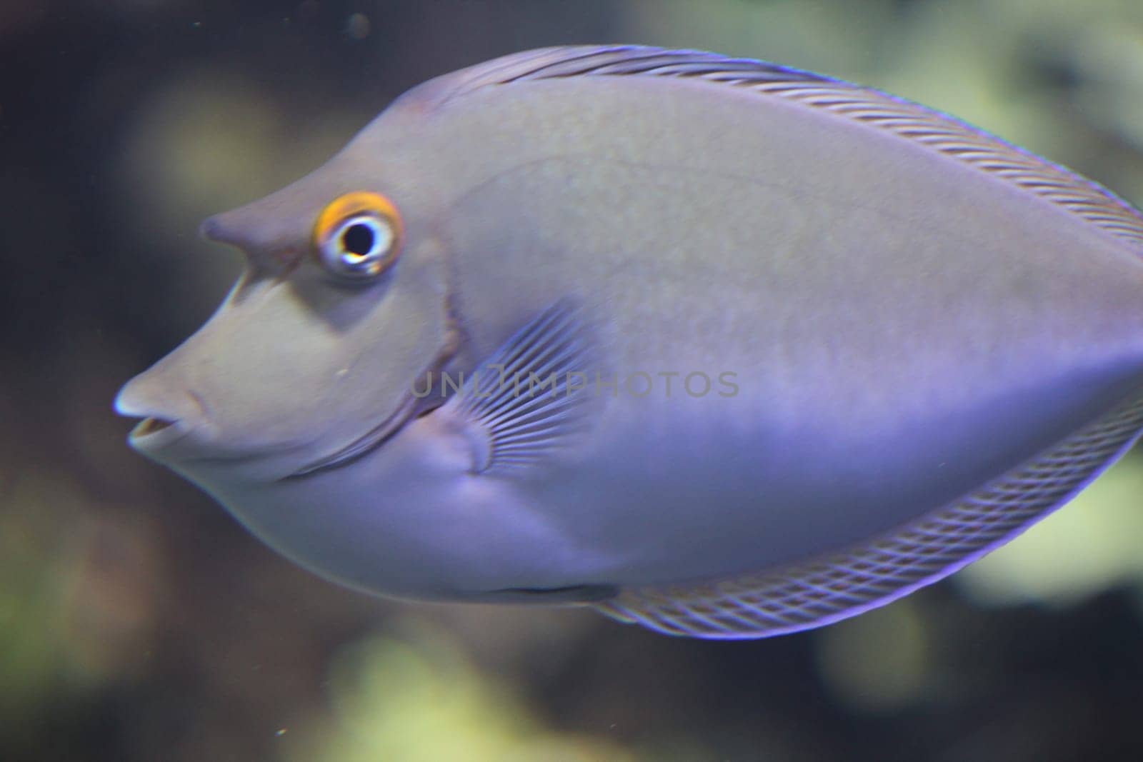 The bluespine unicornfish or short-nose unicornfish (Naso unicornis) is a tang from the Indo-Pacific