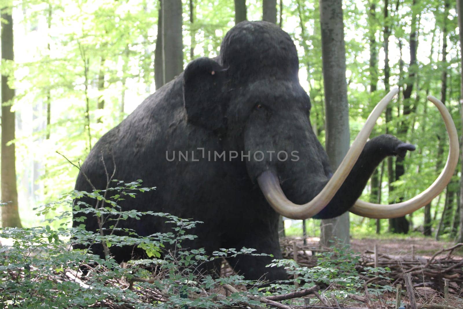 A mammoth is any species of the extinct genus Mammuthus, proboscideans commonly equipped with long, curved tusks and, in northern species, a covering of long hair