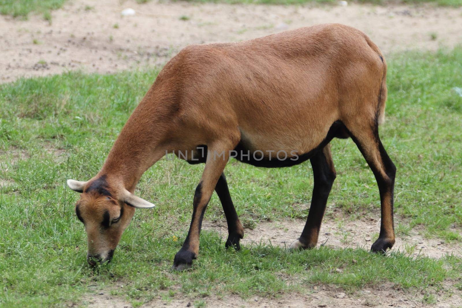 The Cameroon dwarf blackbelly sheep is a domesticated breed of sheep from west Africa but has been also exported to Europe