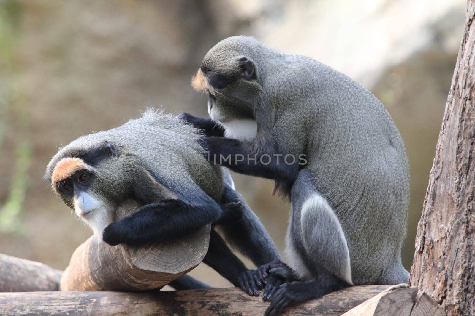 The De Brazza's monkey (Cercopithecus neglectus) is an Old World monkey endemic to the wetlands of central Africa. It is one of the most widespread African primates that live in forests