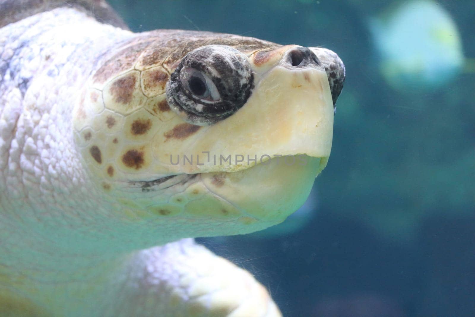The loggerhead sea turtle (Caretta caretta), or loggerhead, is an oceanic turtle distributed throughout the world. It is a marine reptile, belonging to the family Cheloniidae.