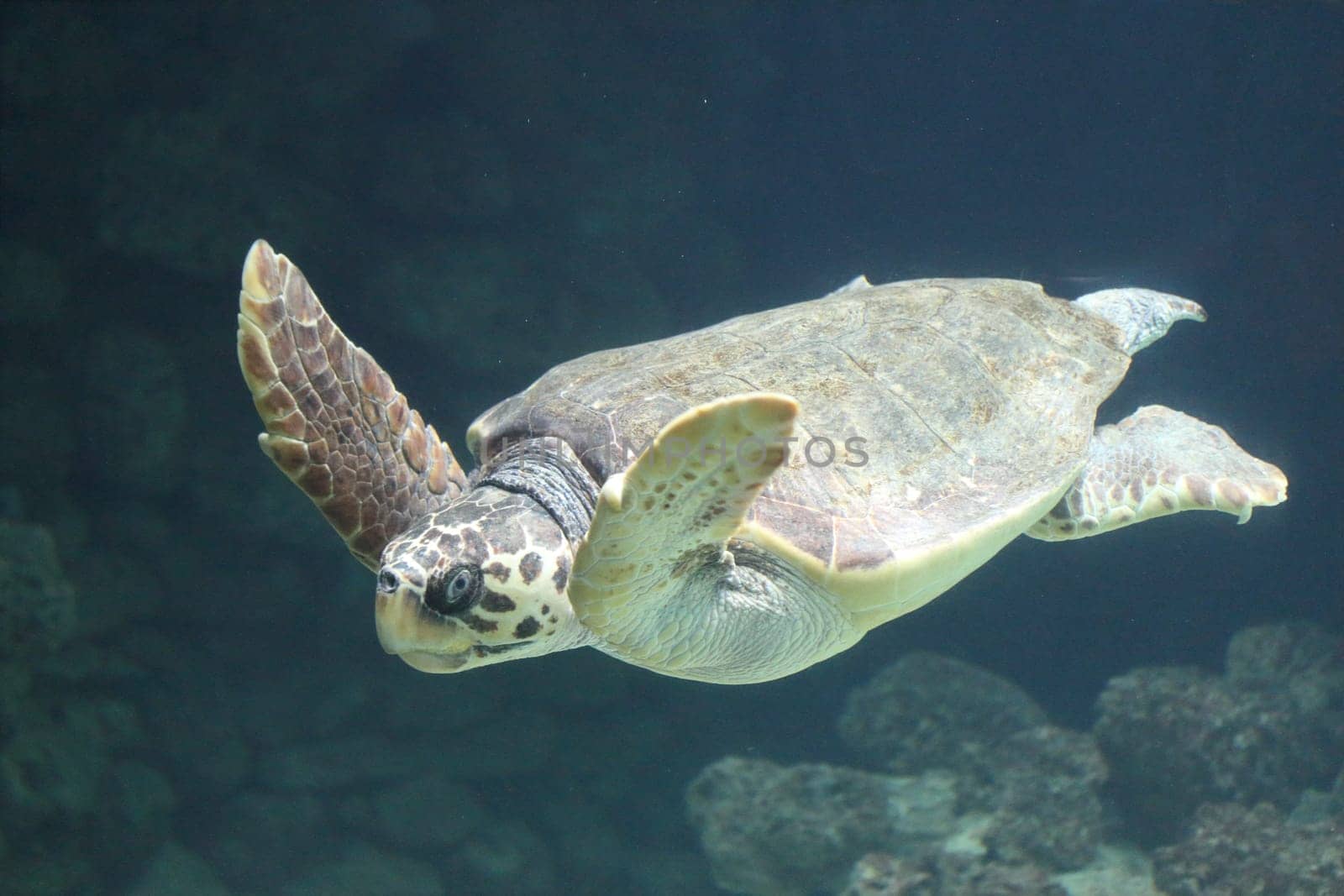 The loggerhead sea turtle (Caretta caretta), or loggerhead, is an oceanic turtle distributed throughout the world. It is a marine reptile, belonging to the family Cheloniidae.