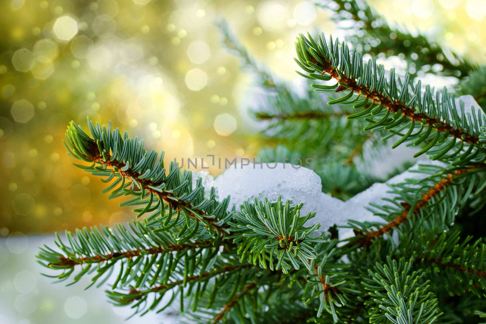 Christmas golden background with fir branches and glittering snowflakes