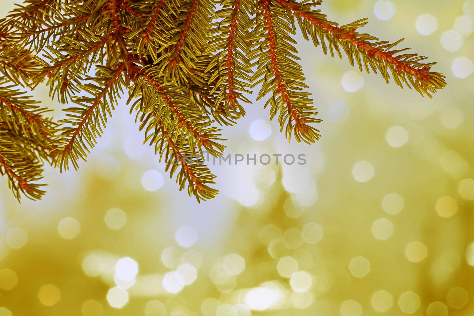 Christmas golden background with fir branches and glittering snowflakes