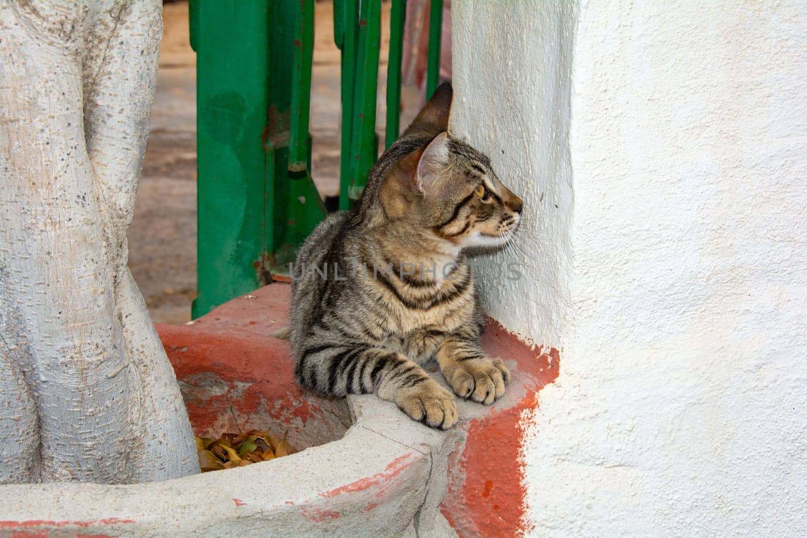 A striped street cat on the Canary Island of Gran Canaria in Spain