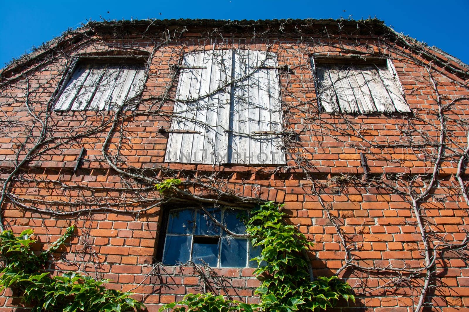 Old window with shutters made of yellowed wood on a brick house overgrown with plants