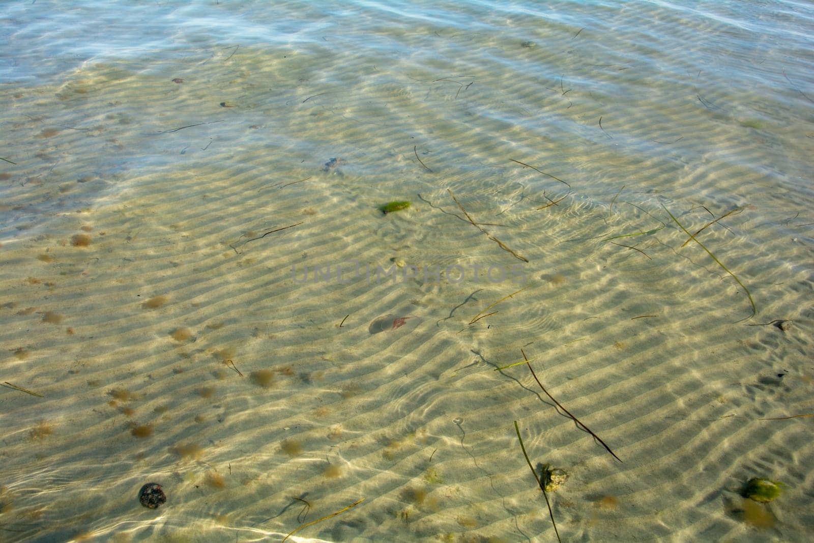 Shallow water from the Baltic Sea near the shore