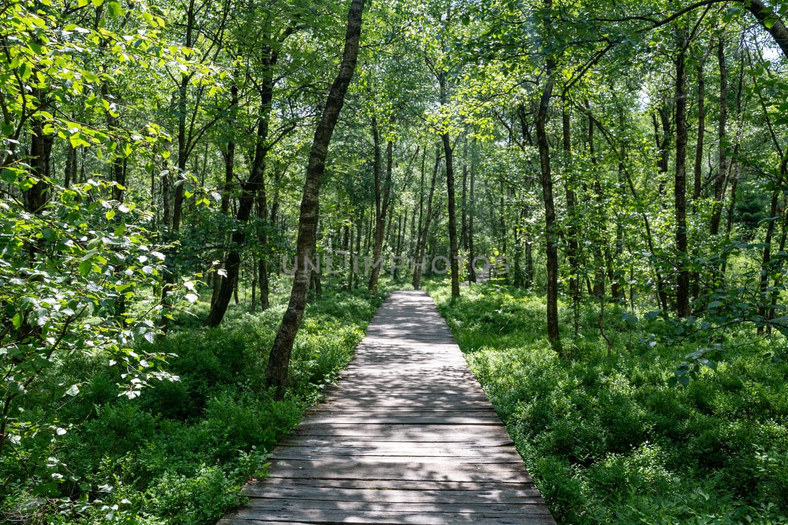 A Carpathian birch ( Betula carpatica ) forest with wooden footbridge in the red moor in the high Rhön, Hesse, Germany
