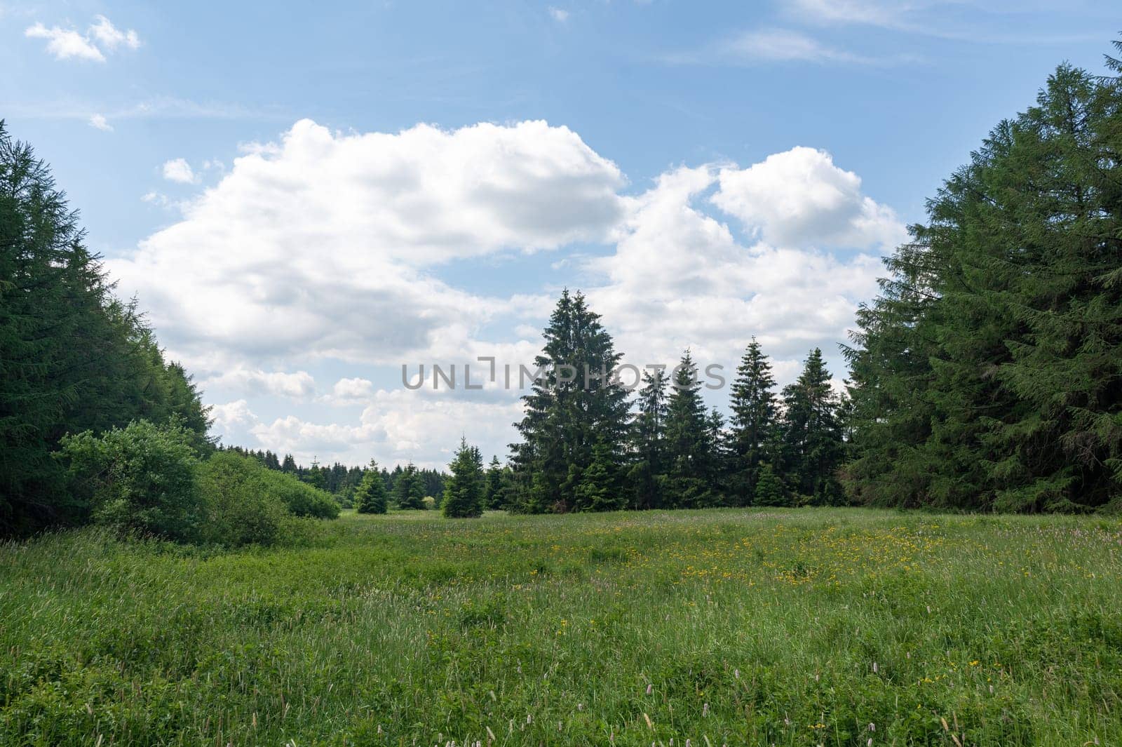 Trees and meadow with blue sky in the high Rhoen, Bavaria, Germany