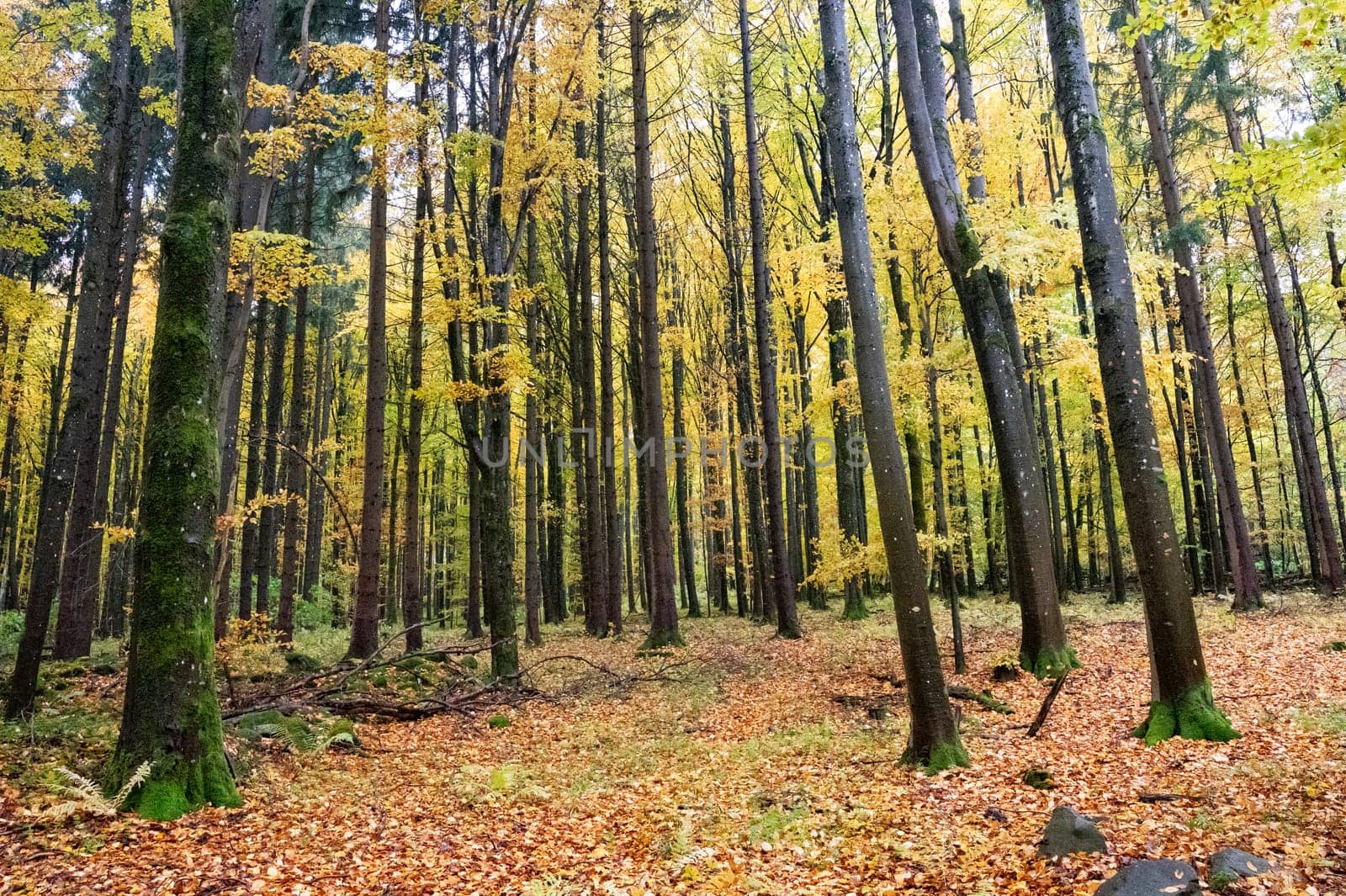 A forest in autumn with lots of leaves