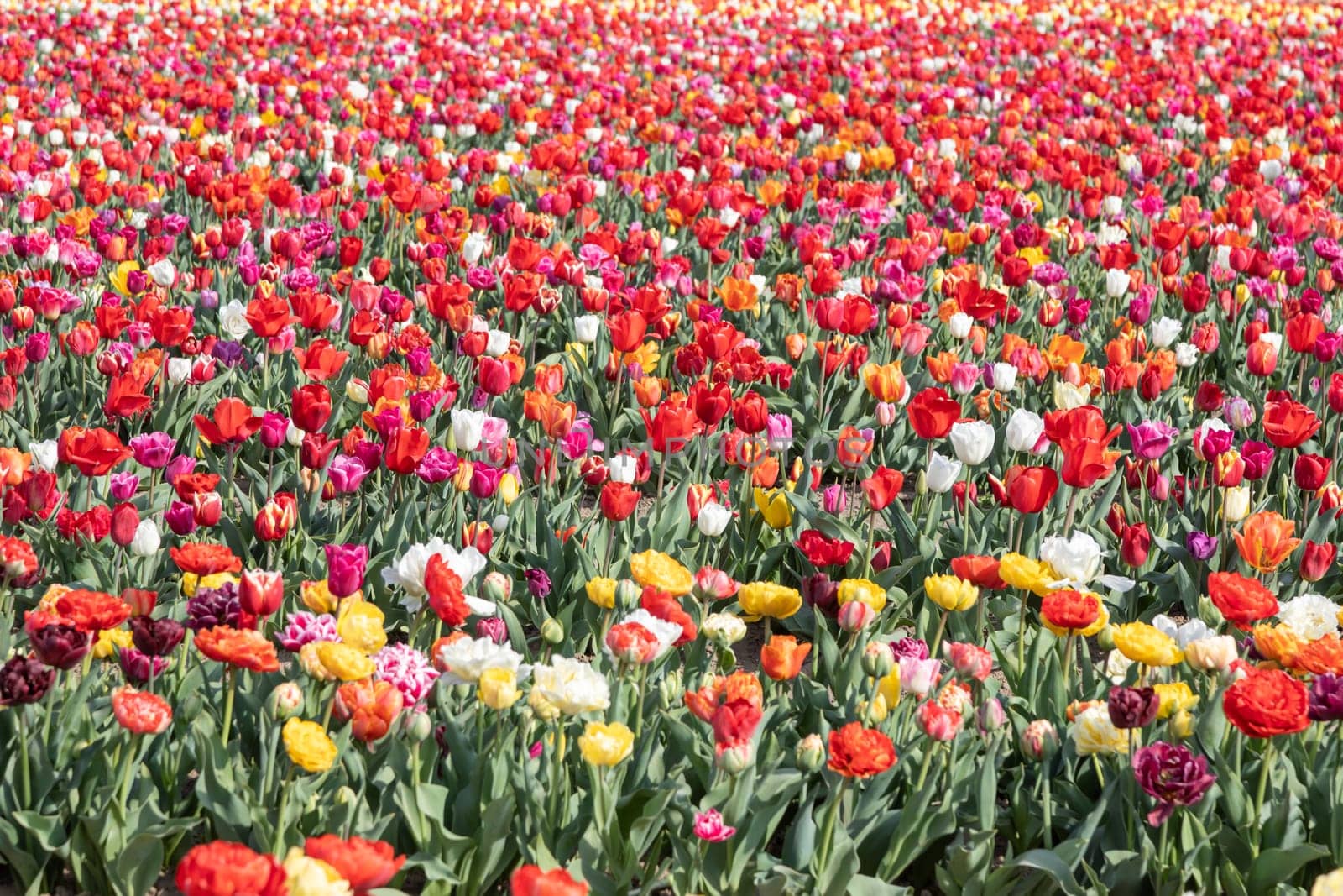 Blooming tulips field in Holland, springtime - beautiful multicolored background, sunlight