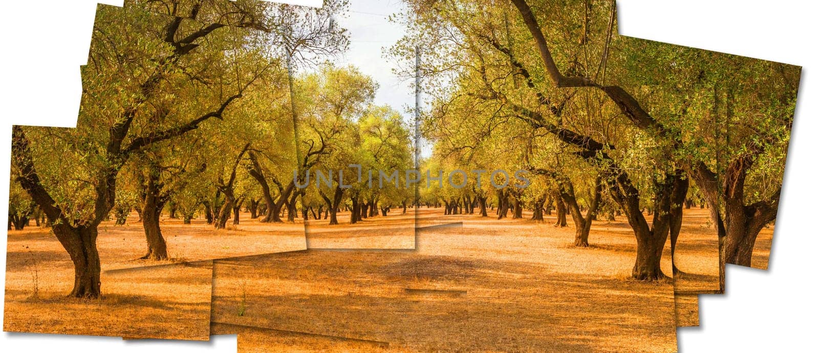 Creative picture of olive tree. Vintage design, natural background, nobody
