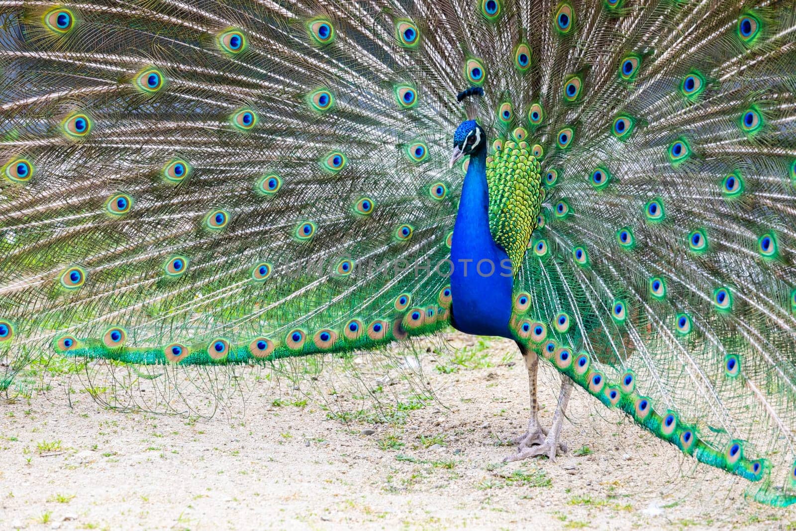 Peacock portrait - Beautiful colourful peackock feather, nobody, isolated.