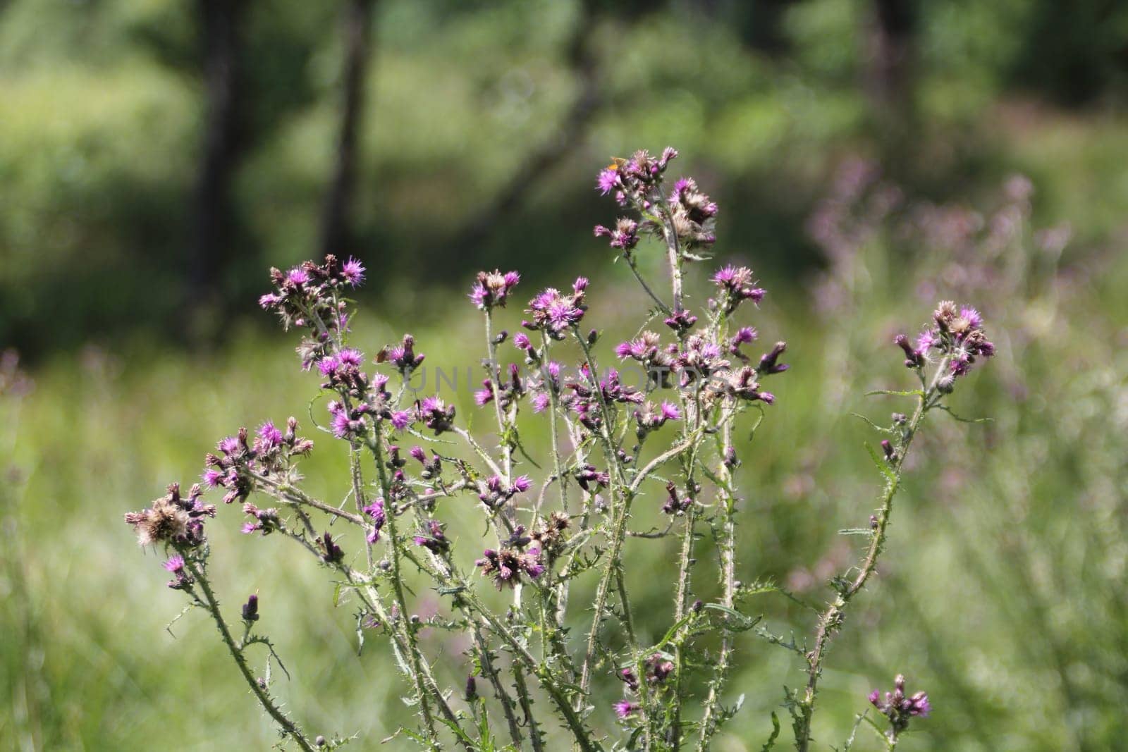Carduus acanthoides, known as the spiny plumeless thistle, welted thistle, and plumeless thistle, is a biennial plant species of thistle in the Asteraceae—sunflower family