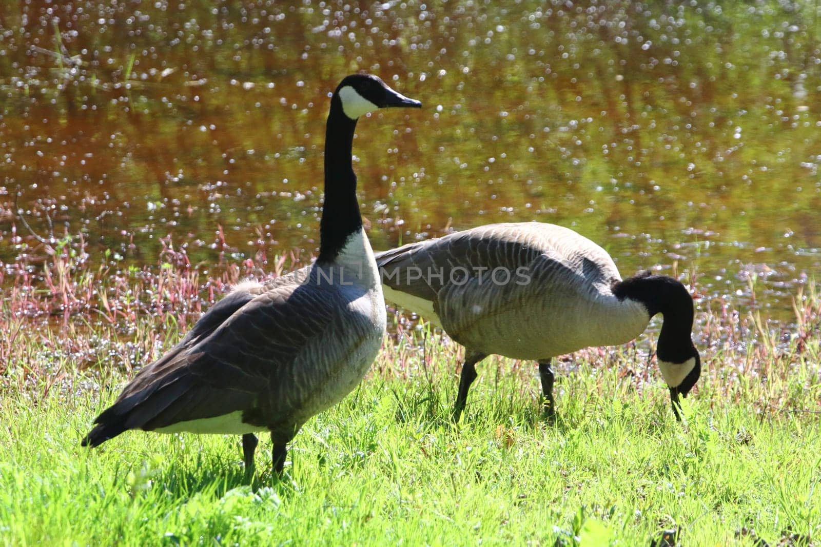 The Canada Goose (Branta canadensis) is a species of bird in the family Anatidae