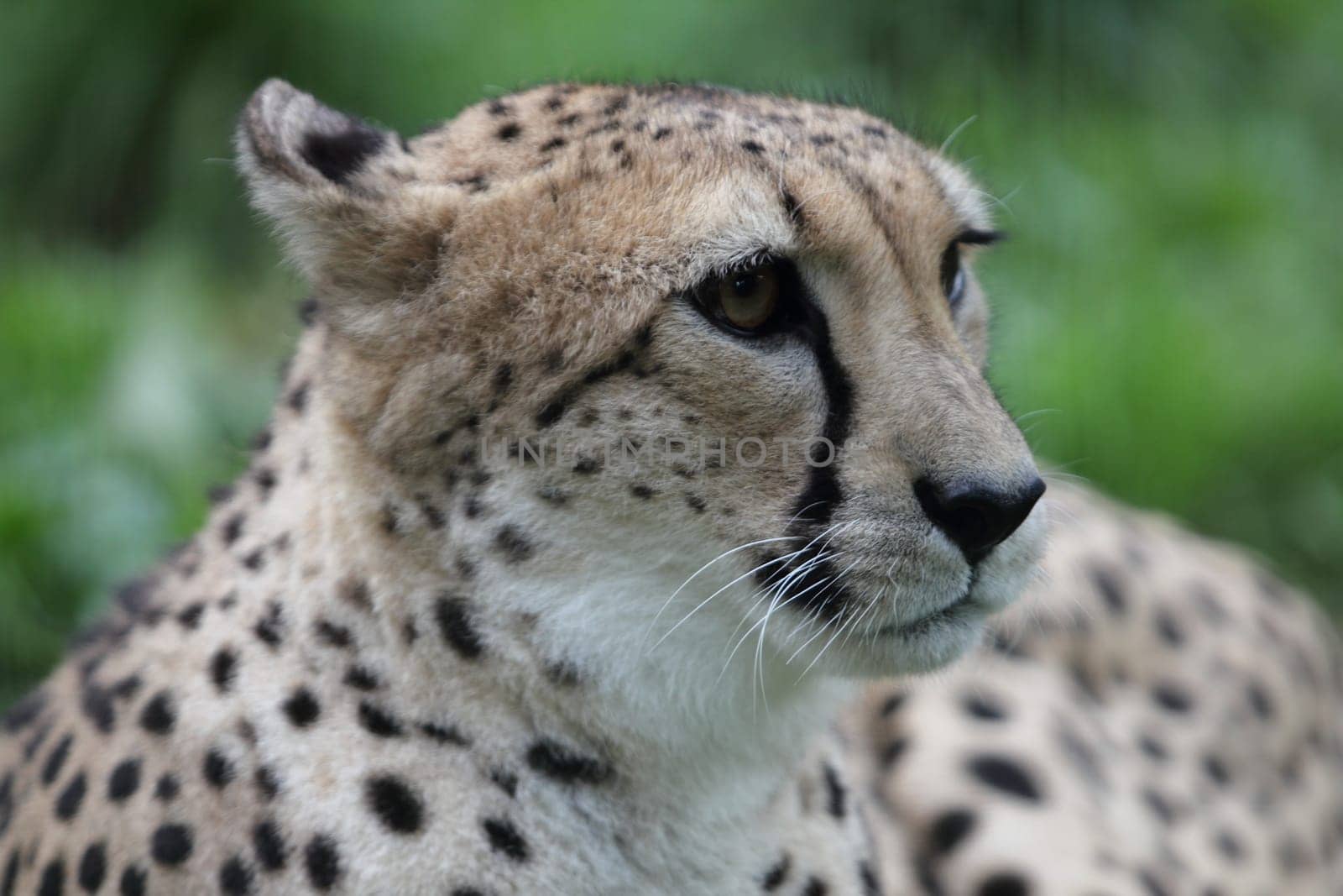 The cheetah (Acinonyx jubatus) occurring in an African wild cat