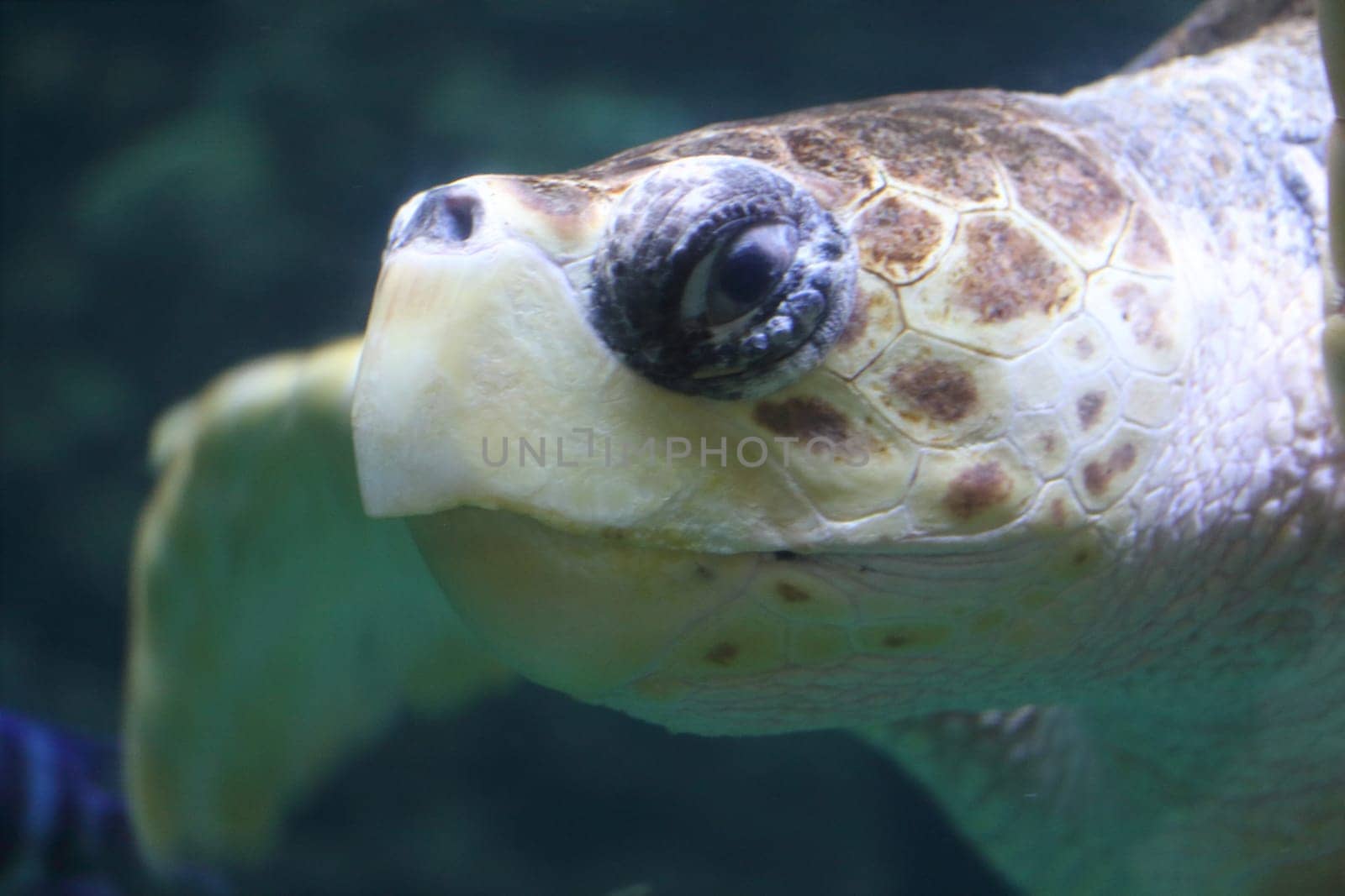 The loggerhead sea turtle (Caretta caretta), or loggerhead, is an oceanic turtle distributed throughout the world. It is a marine reptile, belonging to the family Cheloniidae.