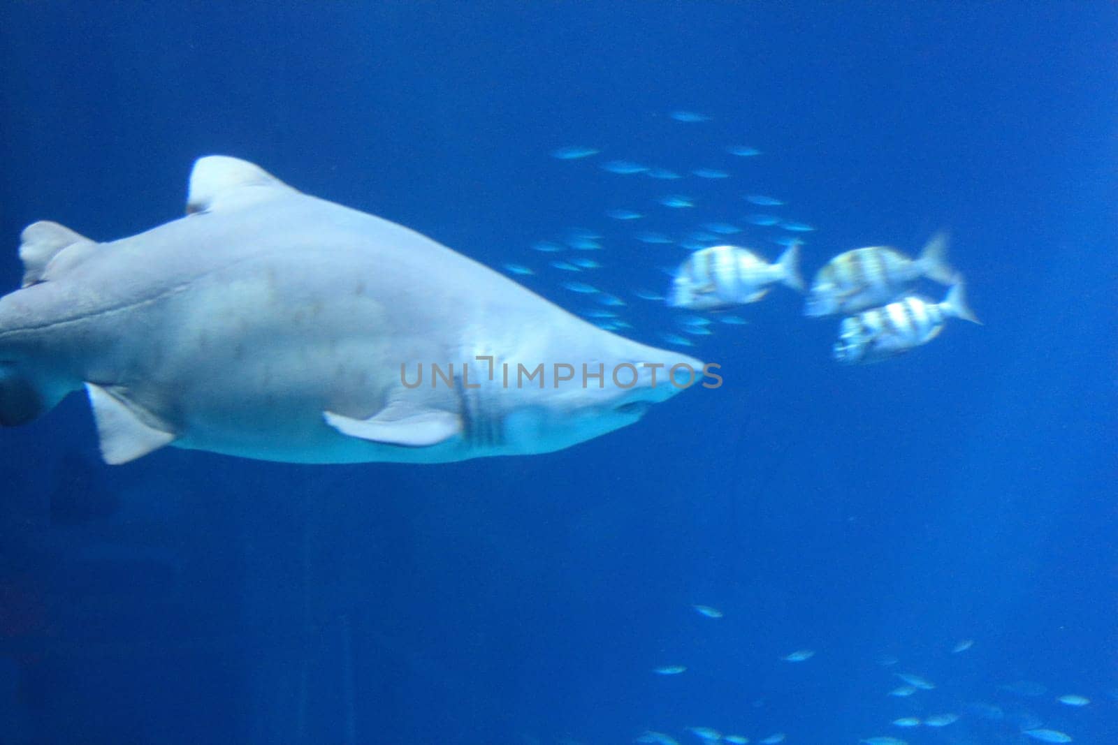 Sharks are a group of elasmobranch fish characterized by a cartilaginous skeleton, five to seven gill slits on the sides of the head, and pectoral fins that are not fused to the head