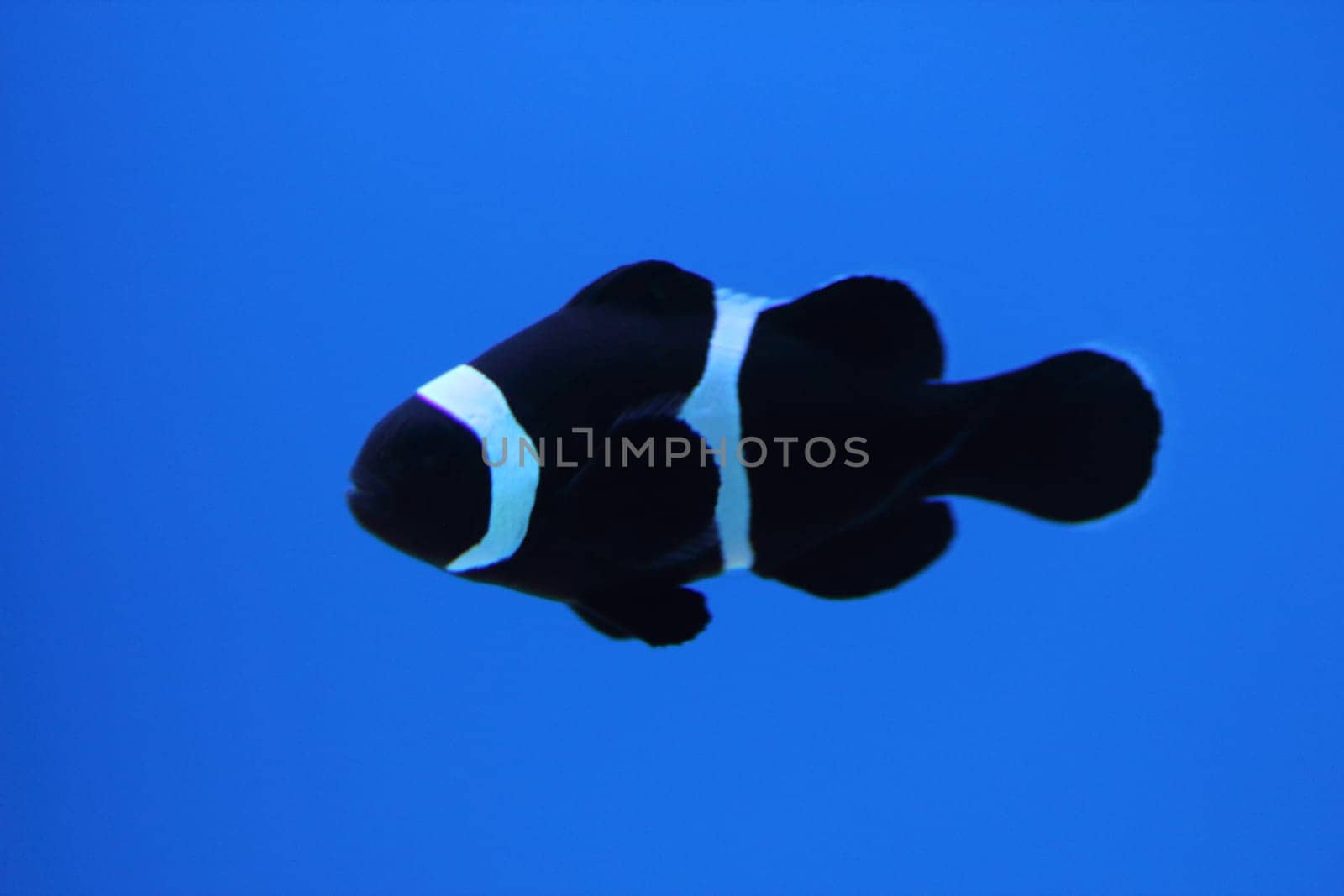 The ocellaris clownfish (Amphiprion ocellaris), also known as the false percula clownfish or common clownfish, is a marine fish belonging to the family Pomacentridae, which includes clownfishes and damselfishes