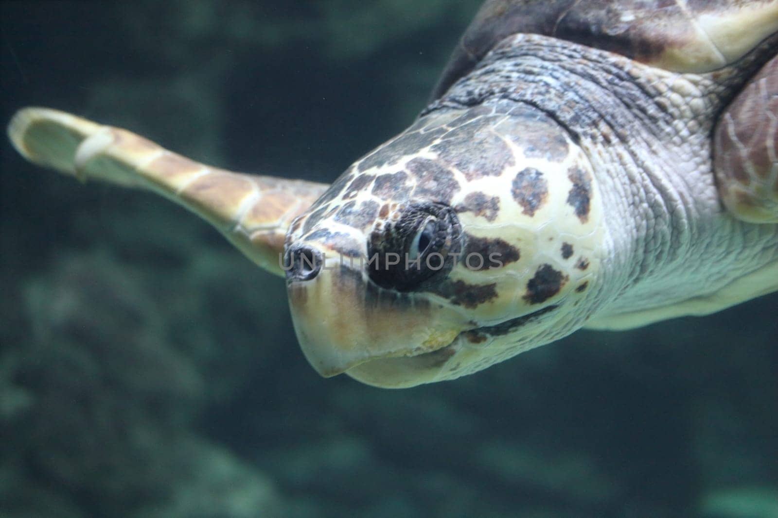 The loggerhead sea turtle (Caretta caretta), or loggerhead, is an oceanic turtle distributed throughout the world. It is a marine reptile, belonging to the family Cheloniidae.
