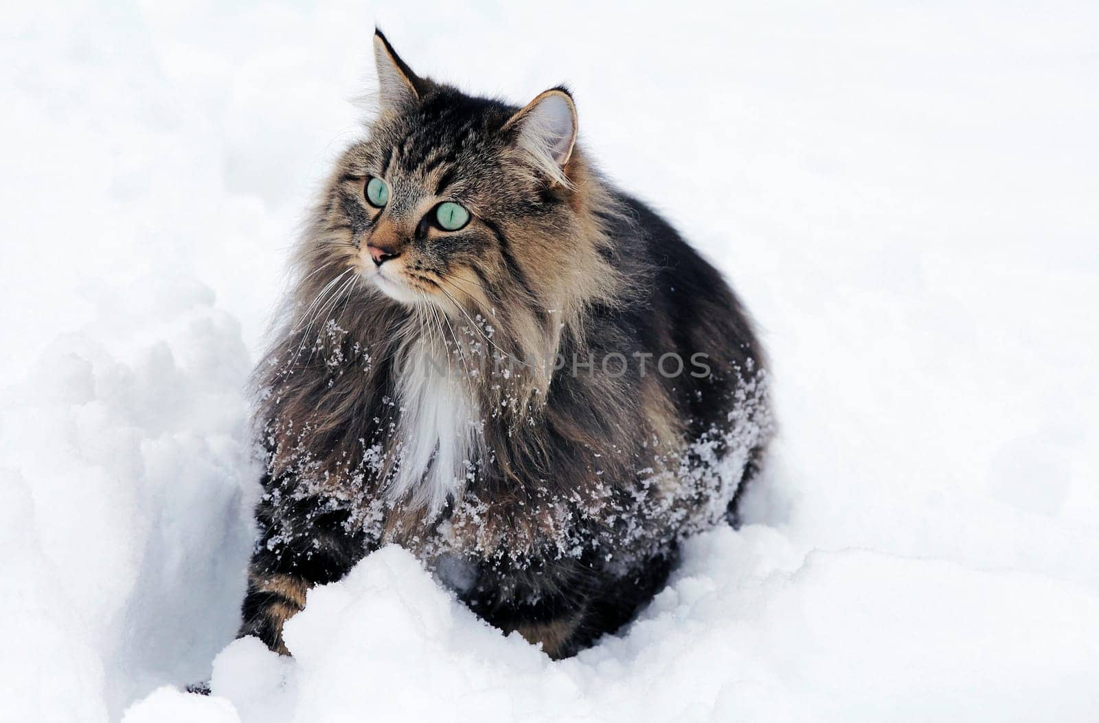 A pretty young Norwegian Forest Cat in winter in the snow
