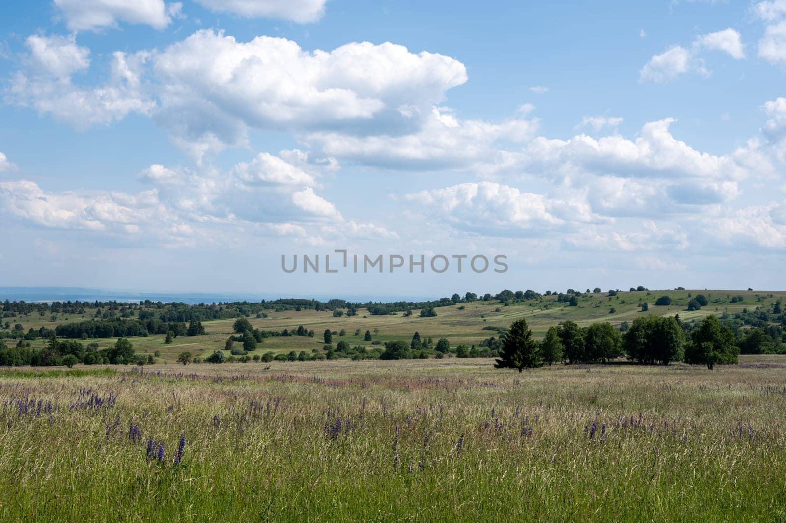 Landscape with green meadows and lupins in the high Rhoen, Bavaria, Germany