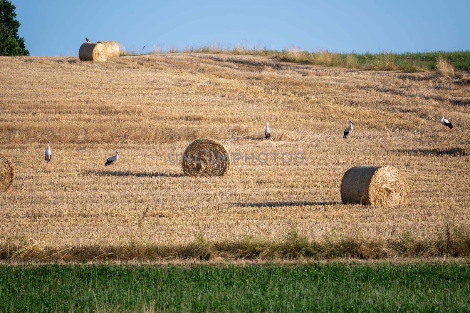 White storks ( Ciconia ciconia ) between hay bales in a harvested field with blue sky