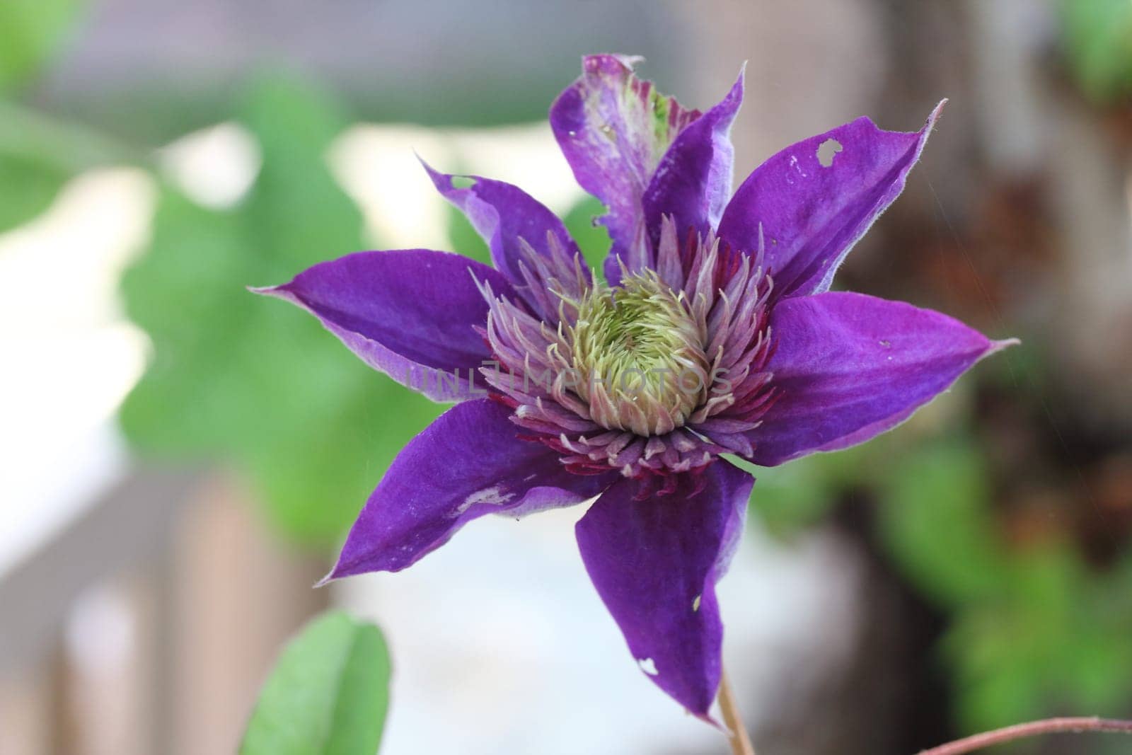 Clematis  is a genus of about 300 species within the buttercup family, Ranunculaceae