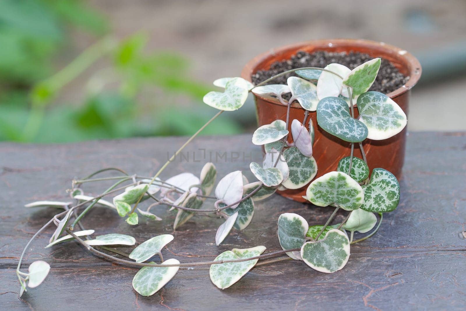 String of hearts, Ceropegia Woodii variegata vine in a pot growing outside