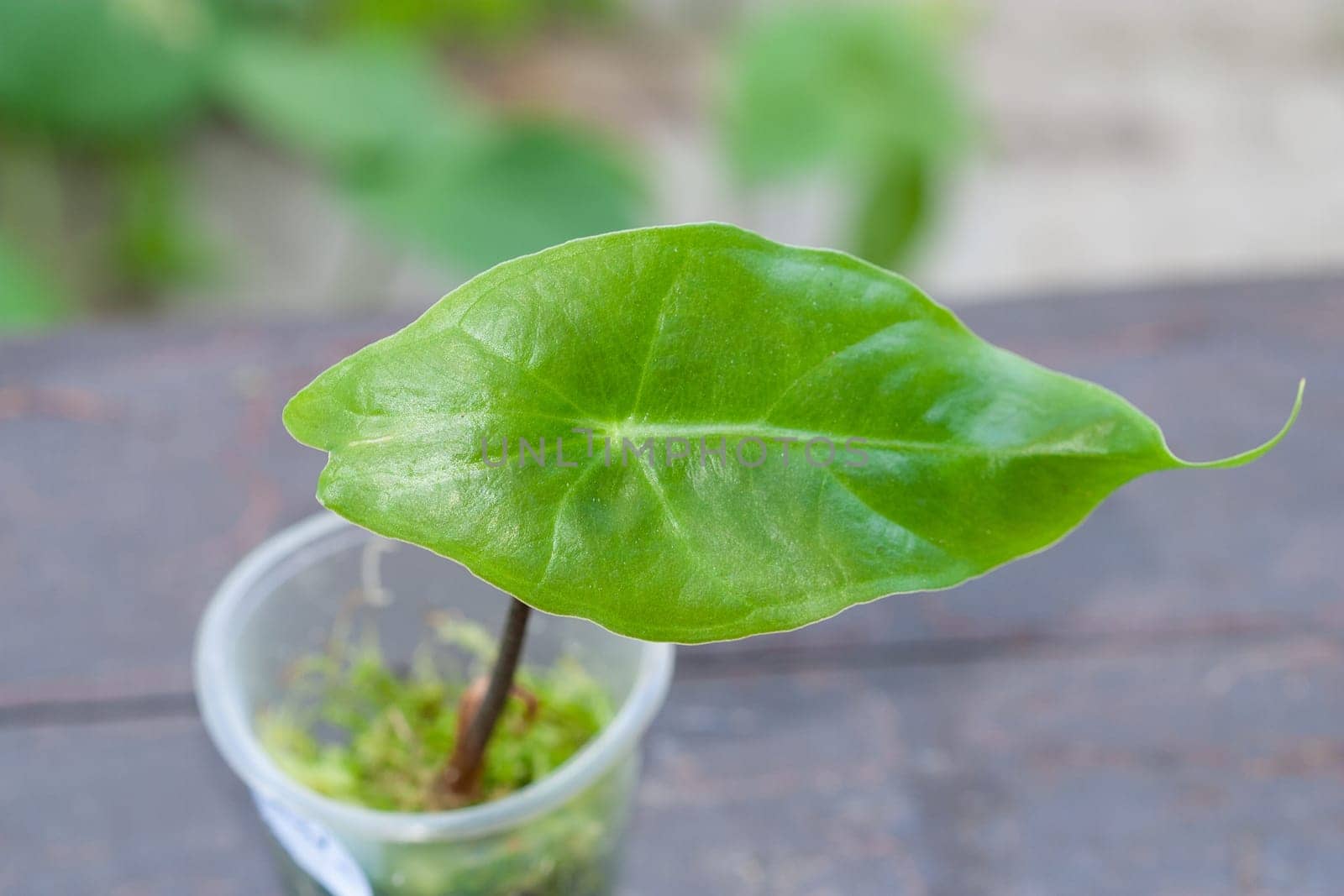 Alocasia one leaf baby plant propagated in sphagnum moss